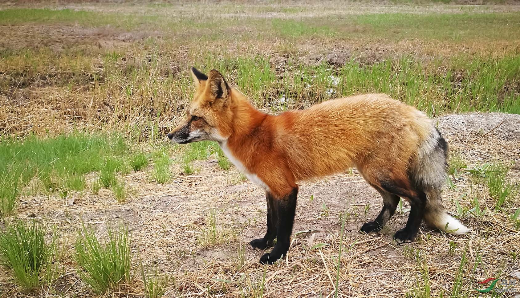 红褐色赤狐图片
