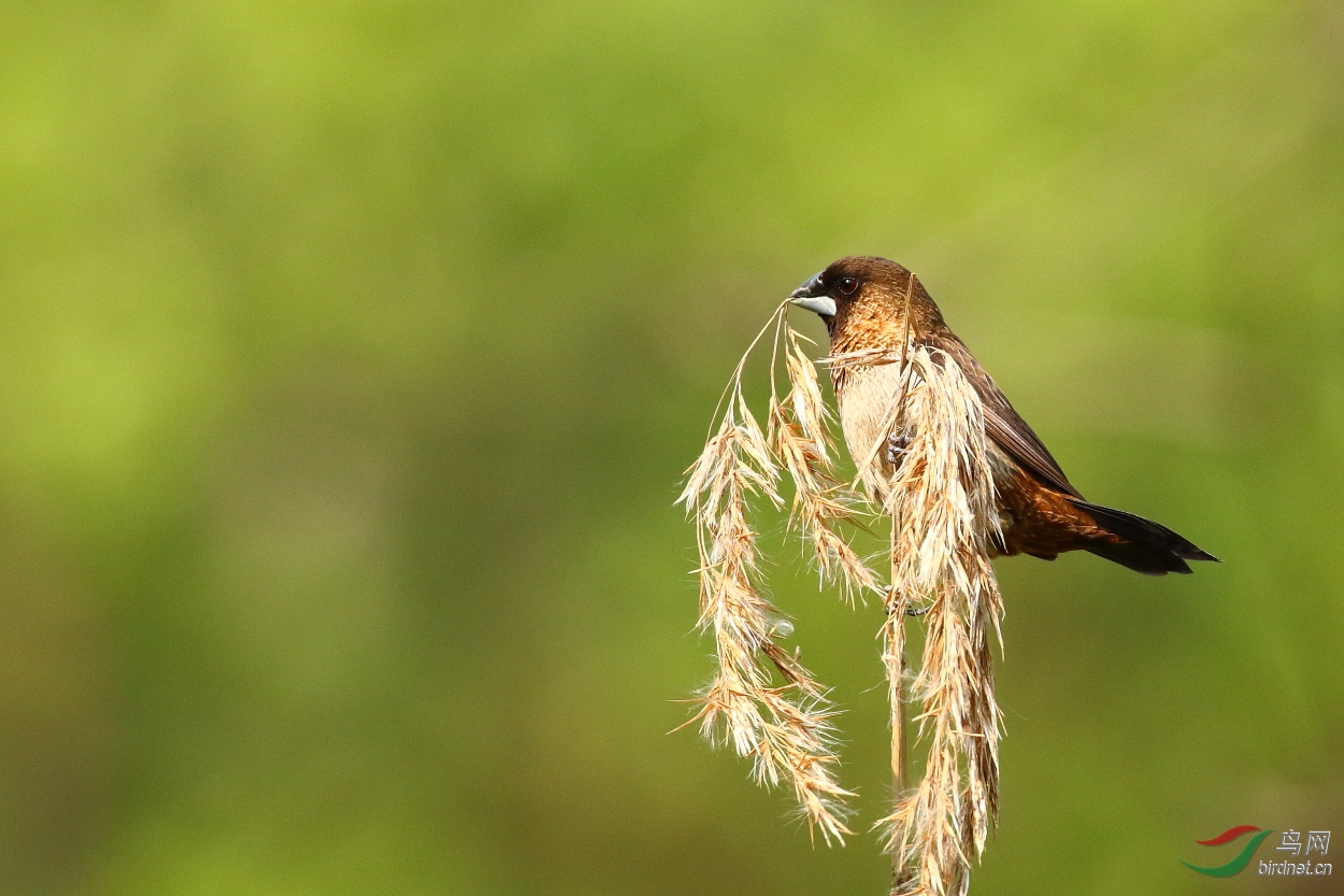 白腰文鸟:忙备料筑巢