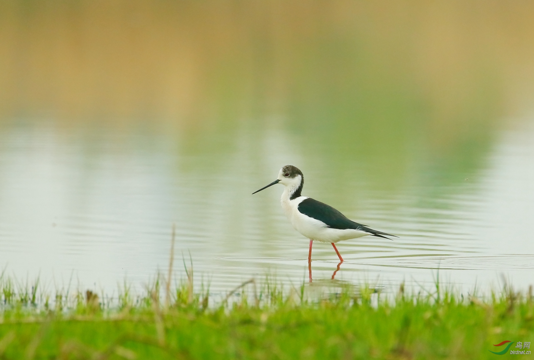 2017-04-07 031_����.jpg