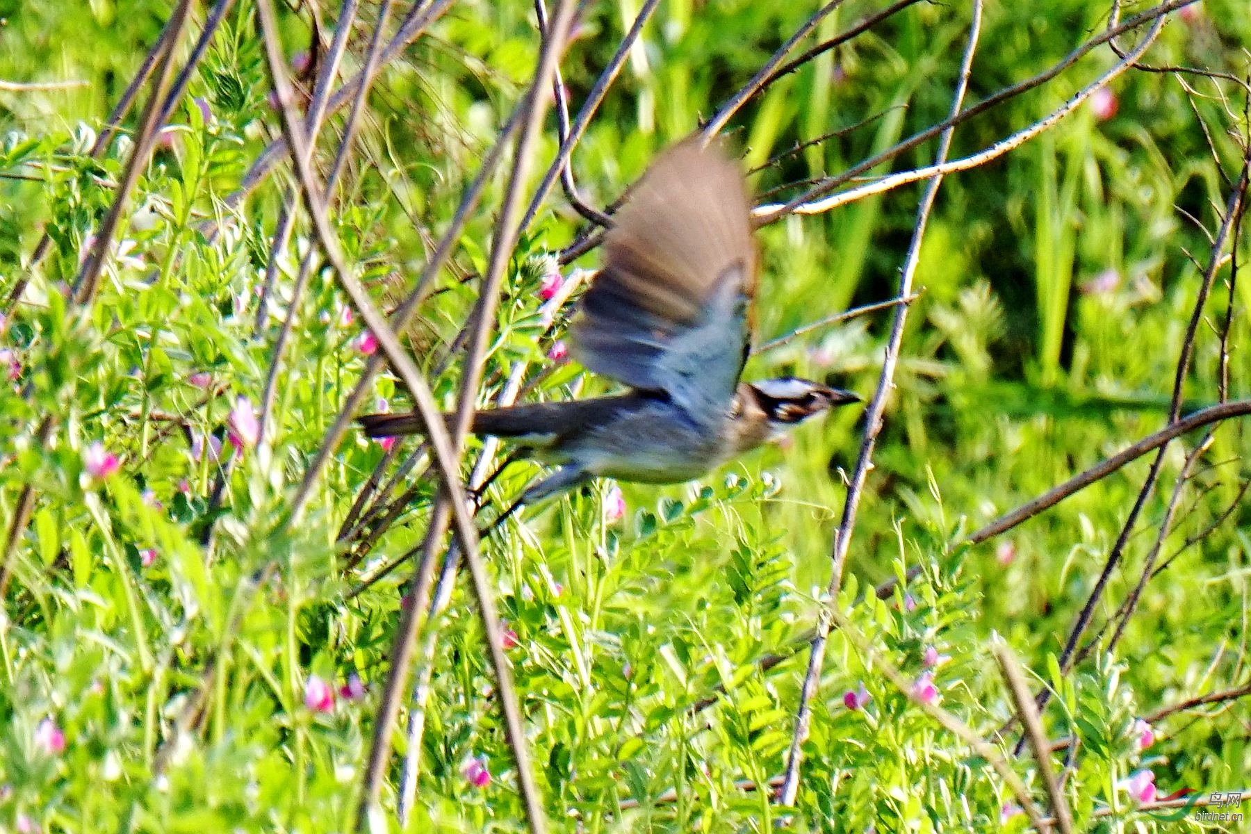 DSC03973_副本.jpg