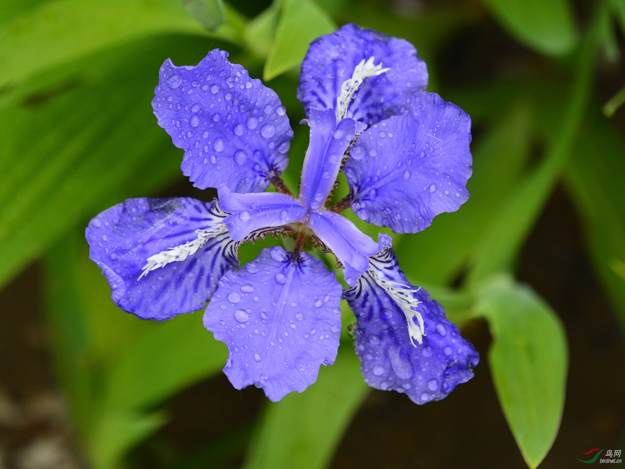 鸢尾花