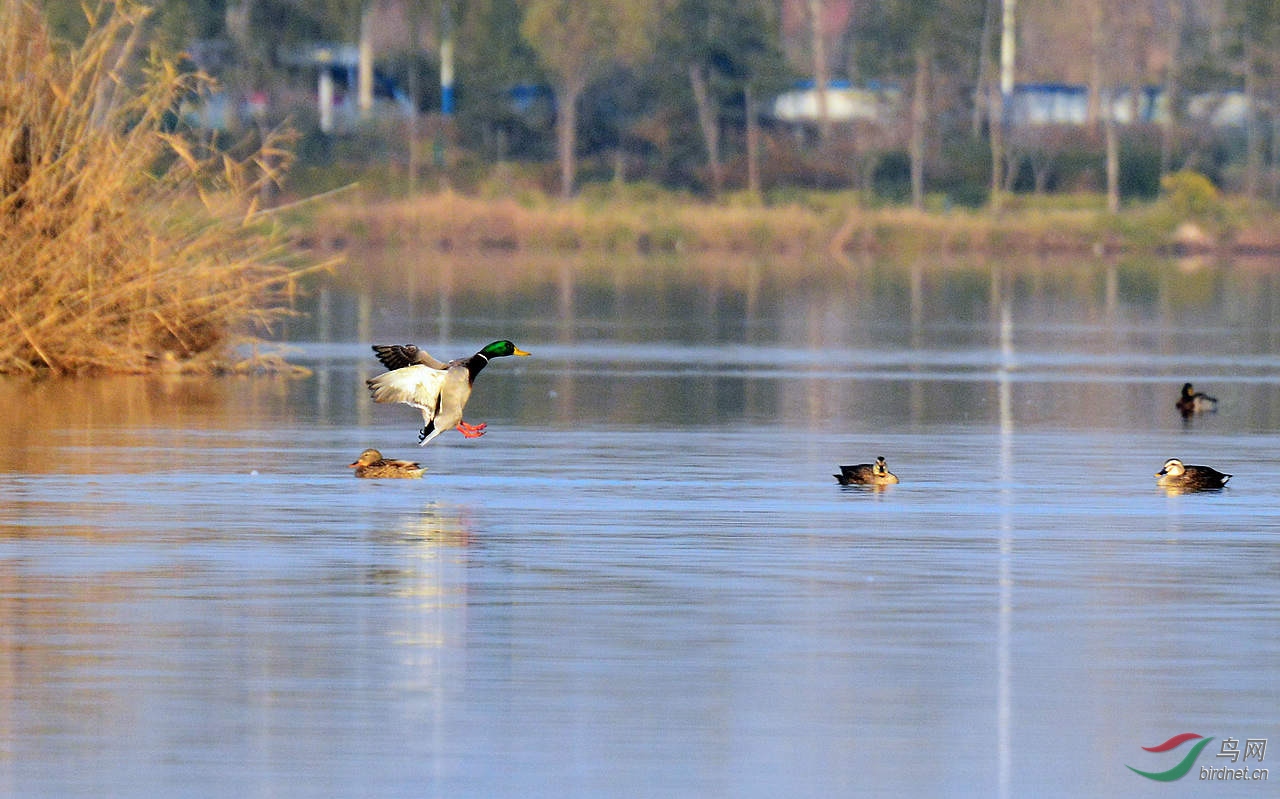 DSC_5451.JPG