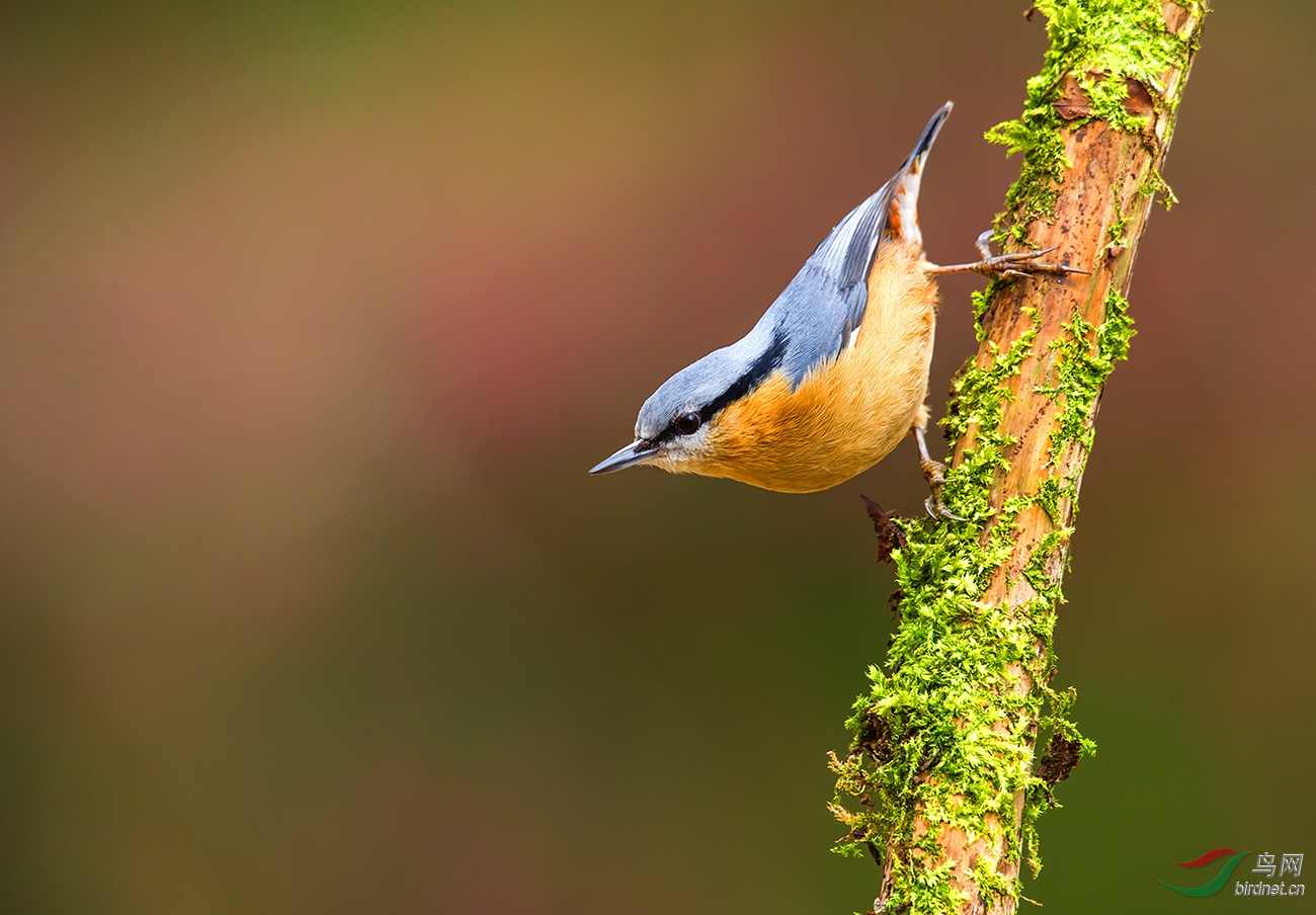 DSC_4391.jpg