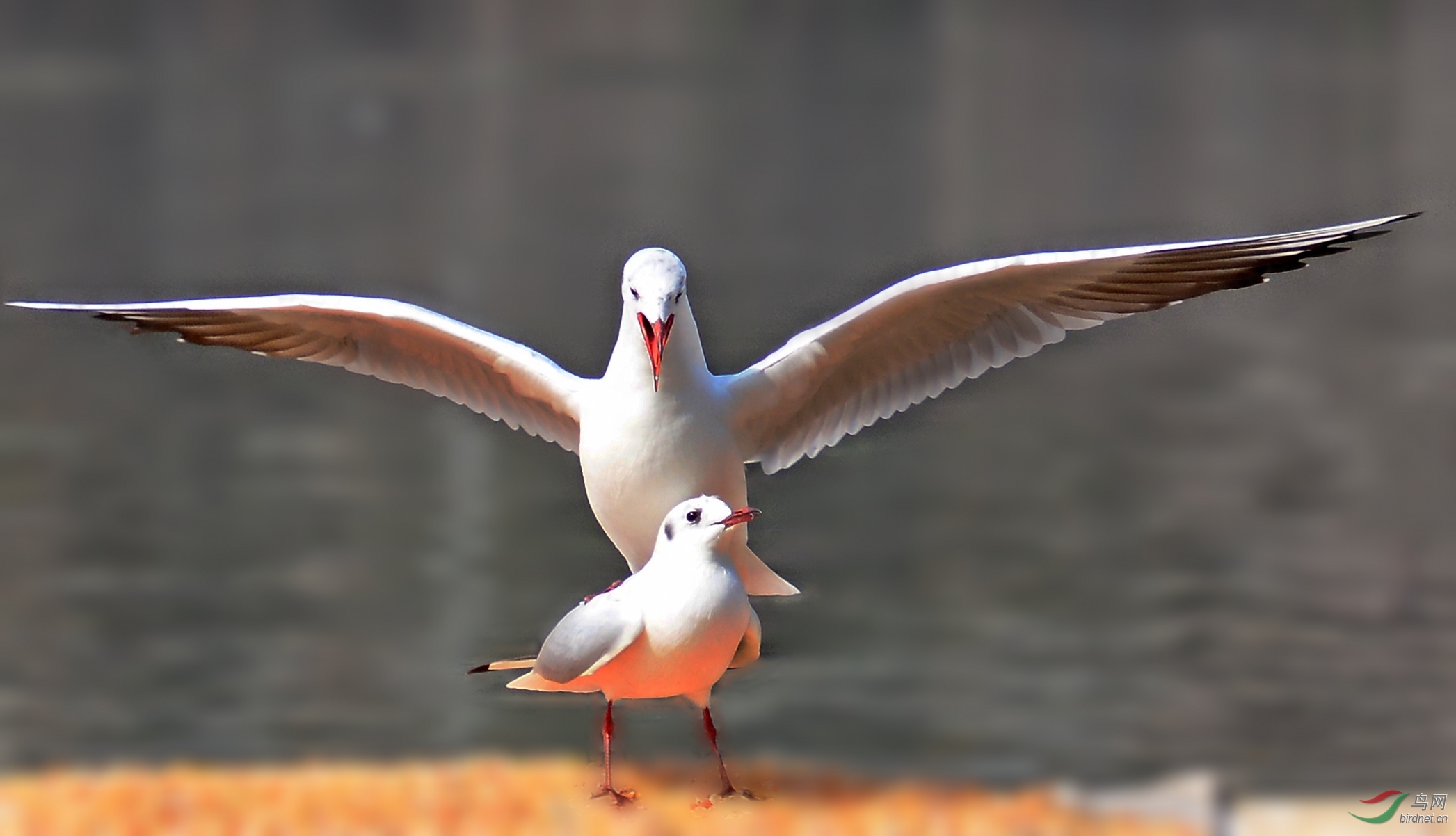 DSC_3638_conew1.jpg