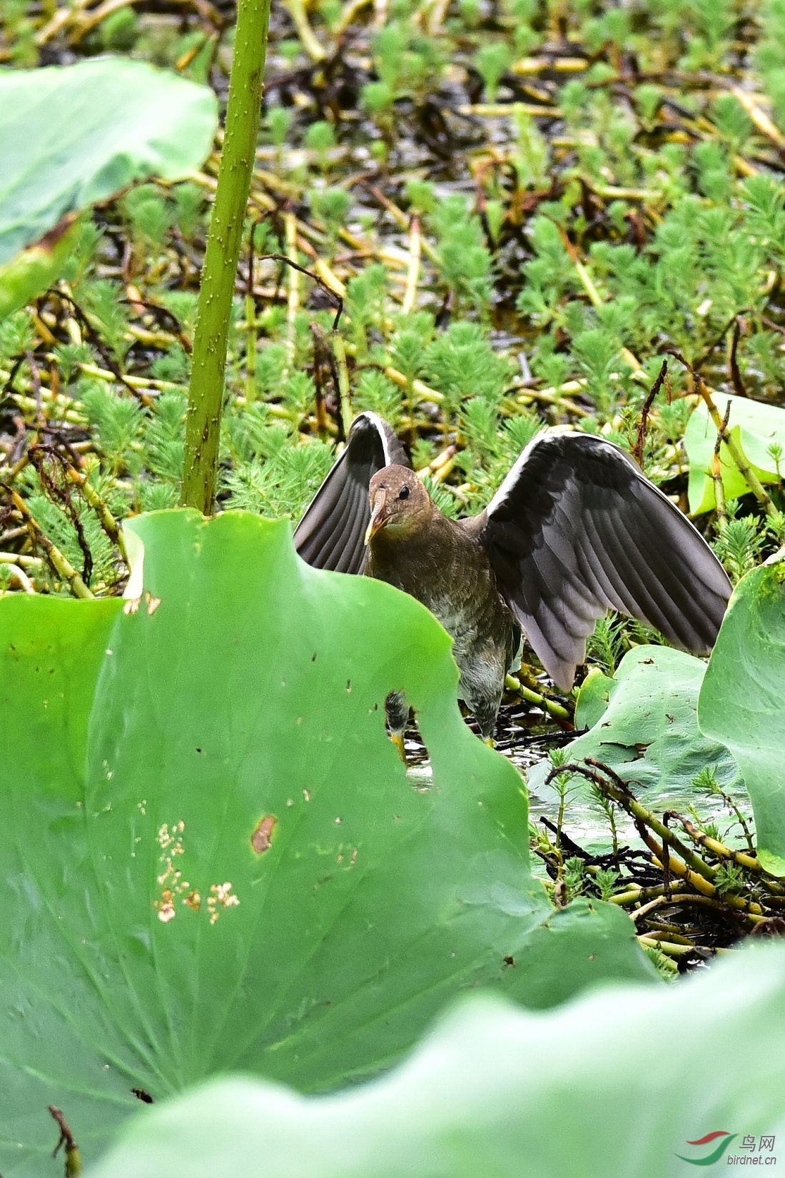 DSC_0992.JPG