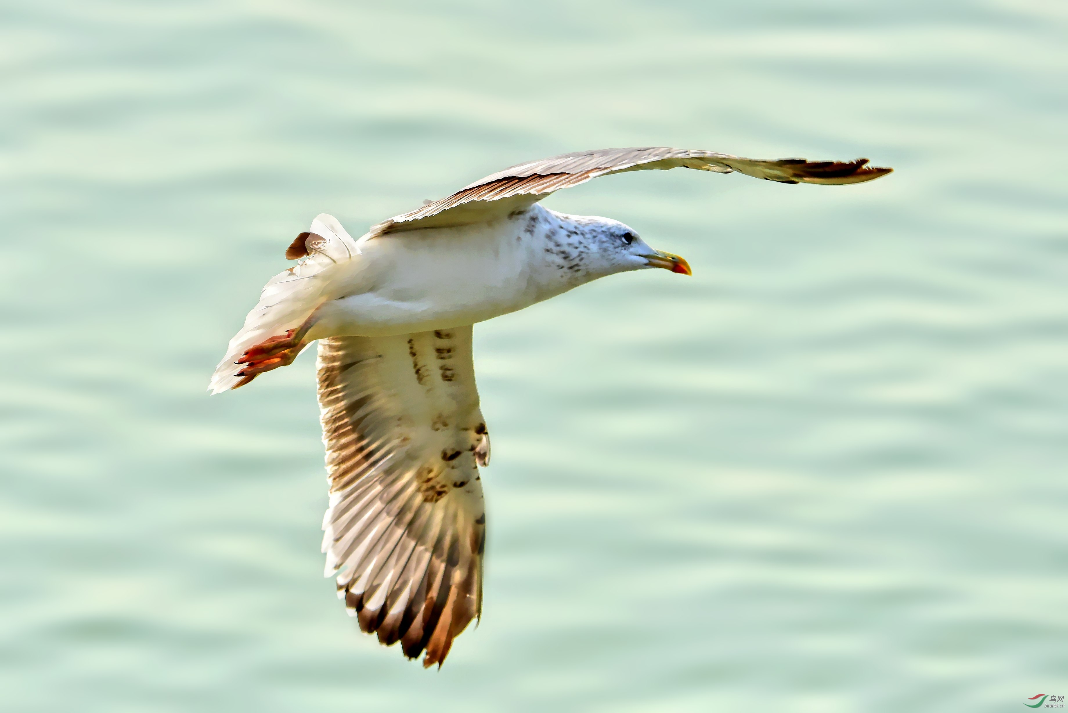 DSC_7486_conew3.jpg