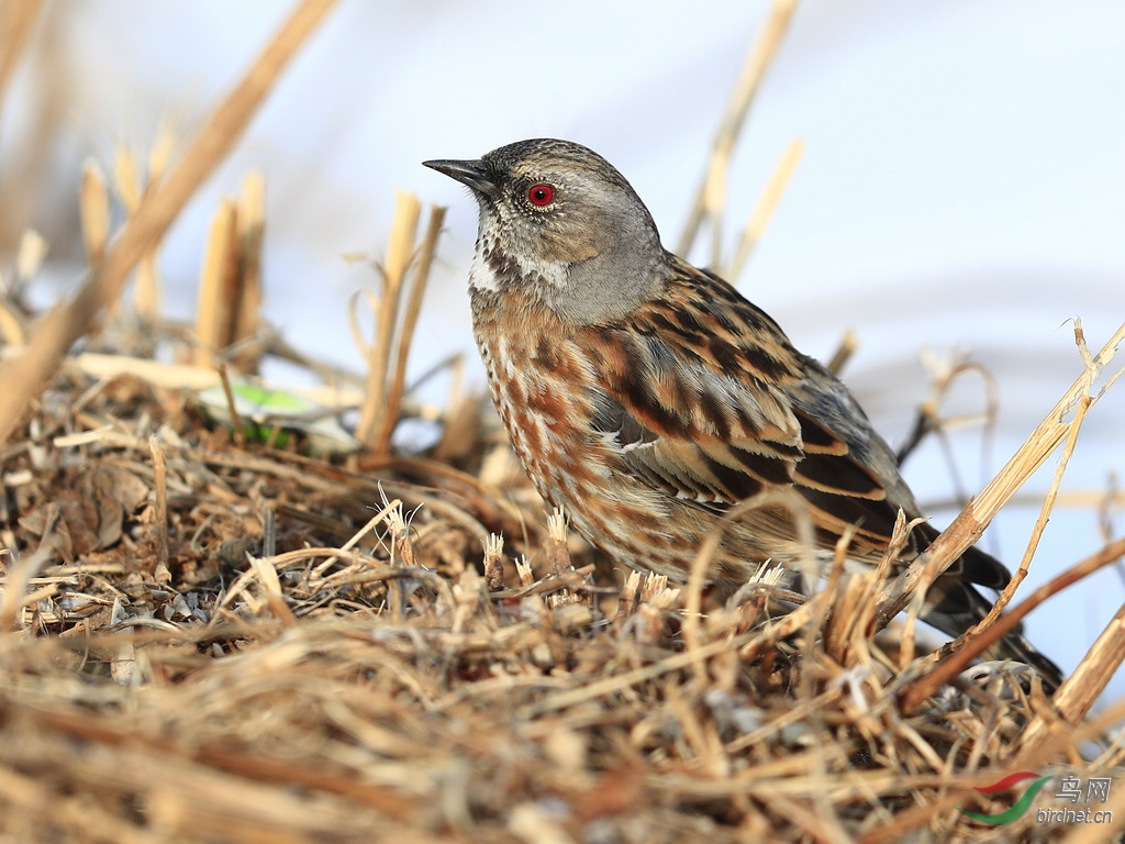 泰山发现山东省鸟类新纪录白喉红尾鸲高原岩鹨