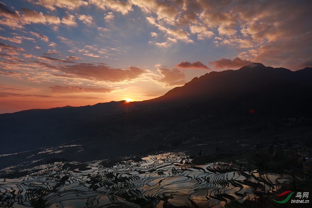 《多依树日出》