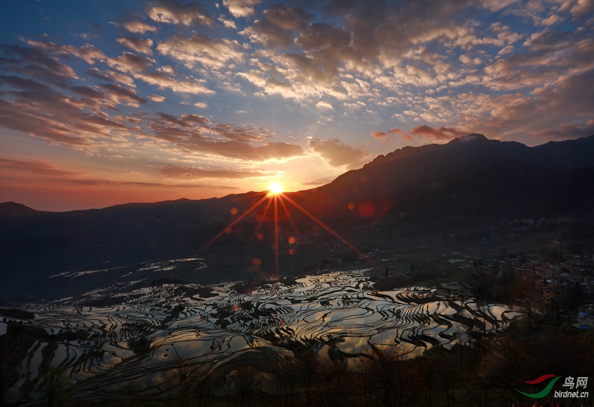 《多依树日出》