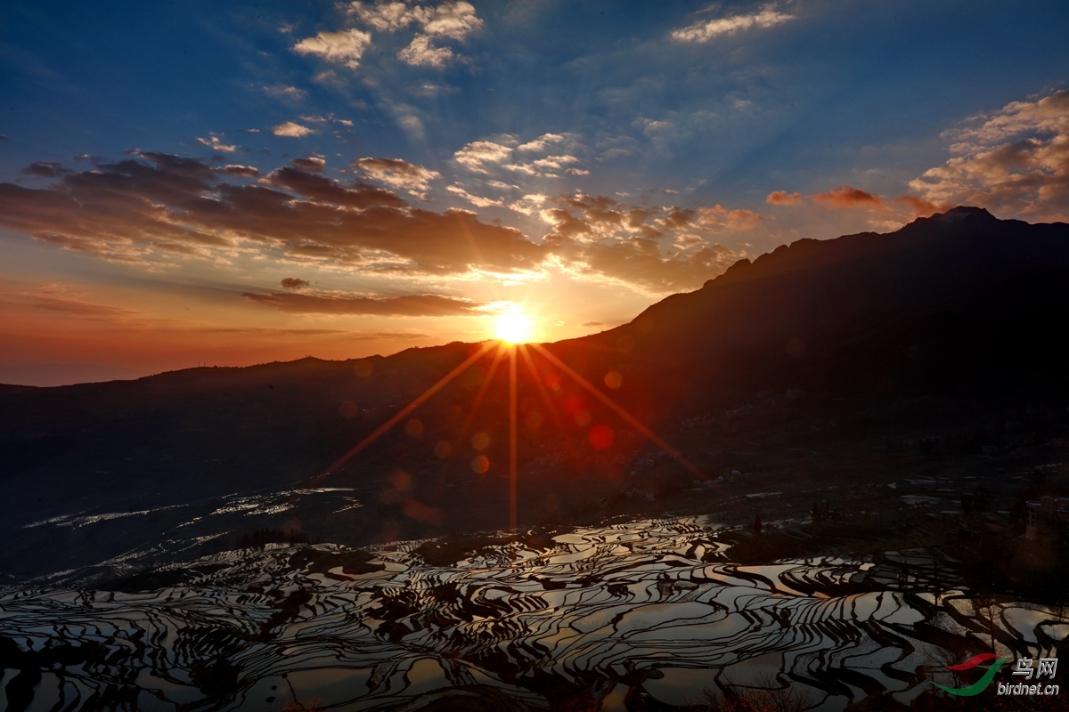 《多依树日出》