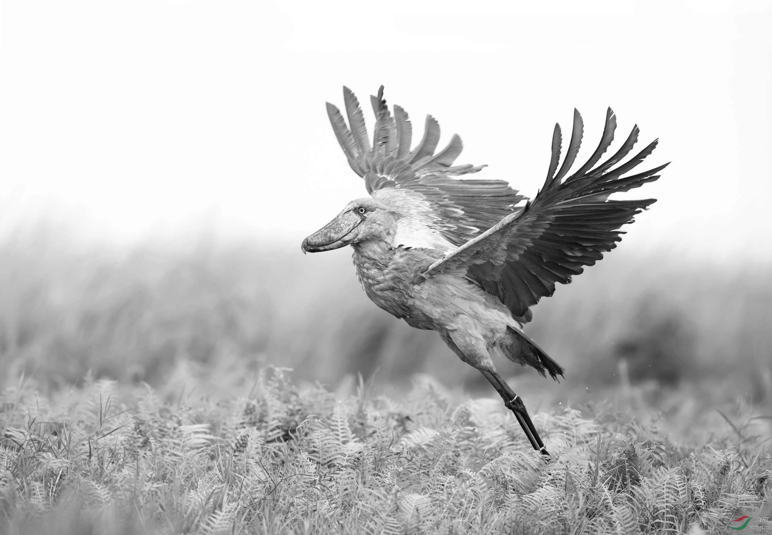 我也可以飞鲸头鹳