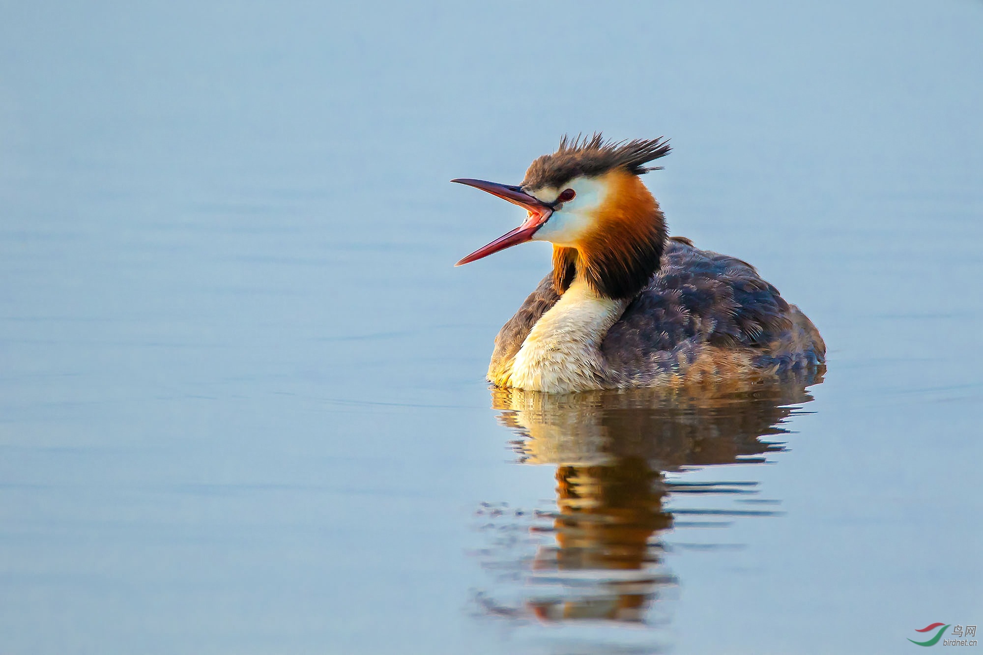 张嘴的凤头鷿鷈