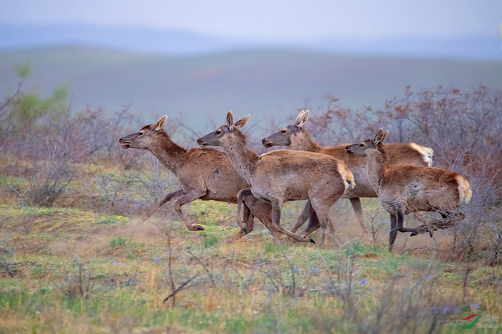 [动物] 狂奔--马鹿(祝贺荣获首页动物精华)