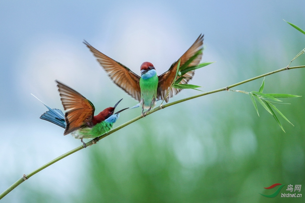 z039虫朋鸟友摄无止境学无止境
