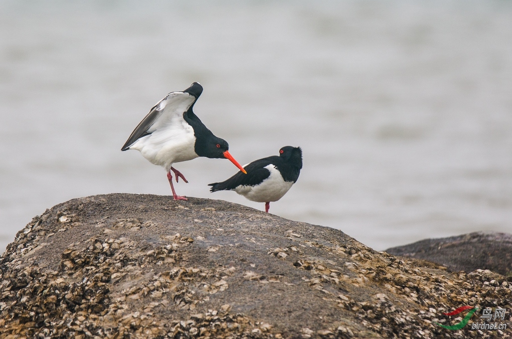 ������-���֡�  ��Ƶ����.jpg