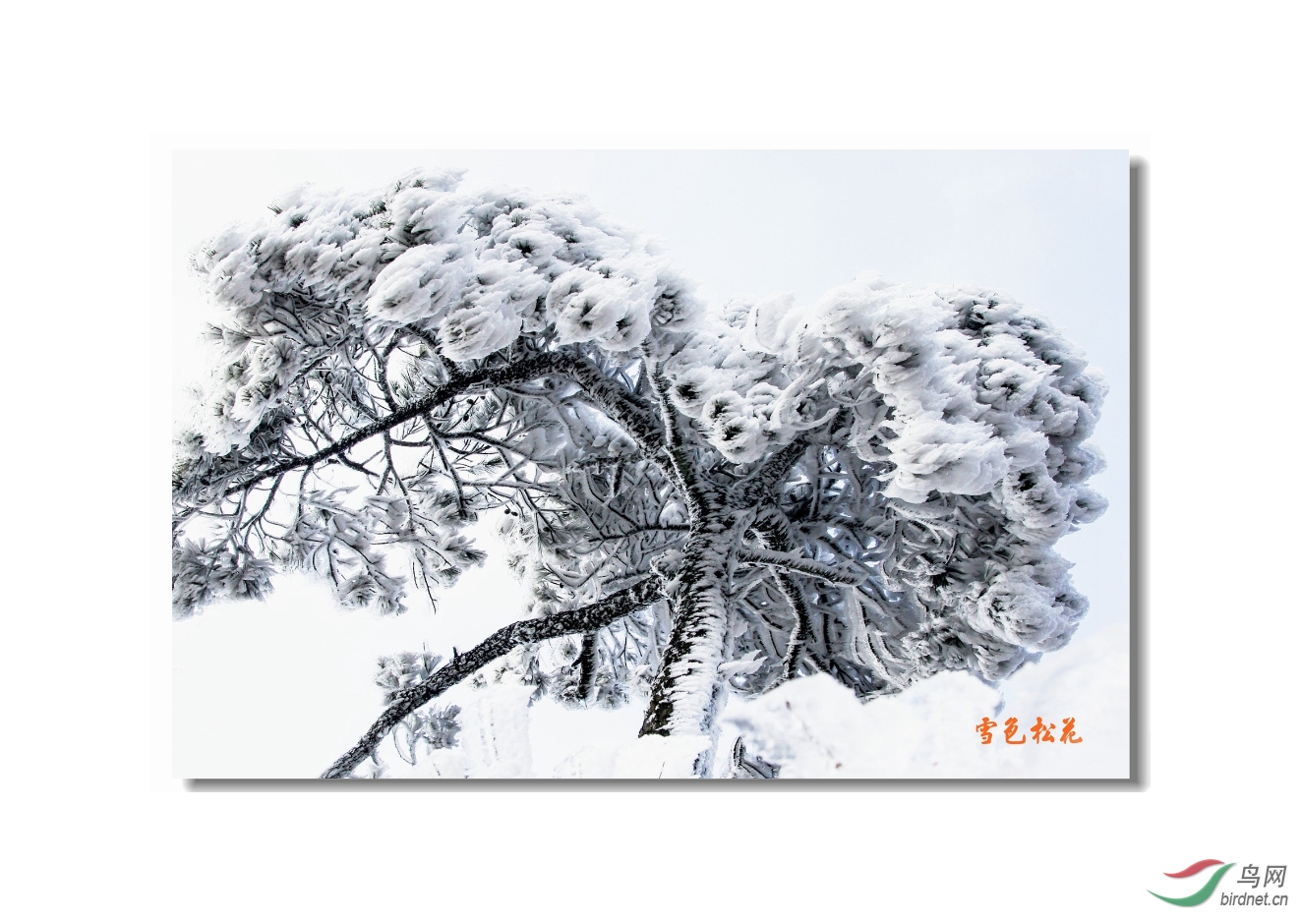 ��ѩɫ�ɻ�������Ƭ�� ���⾫����.jpg