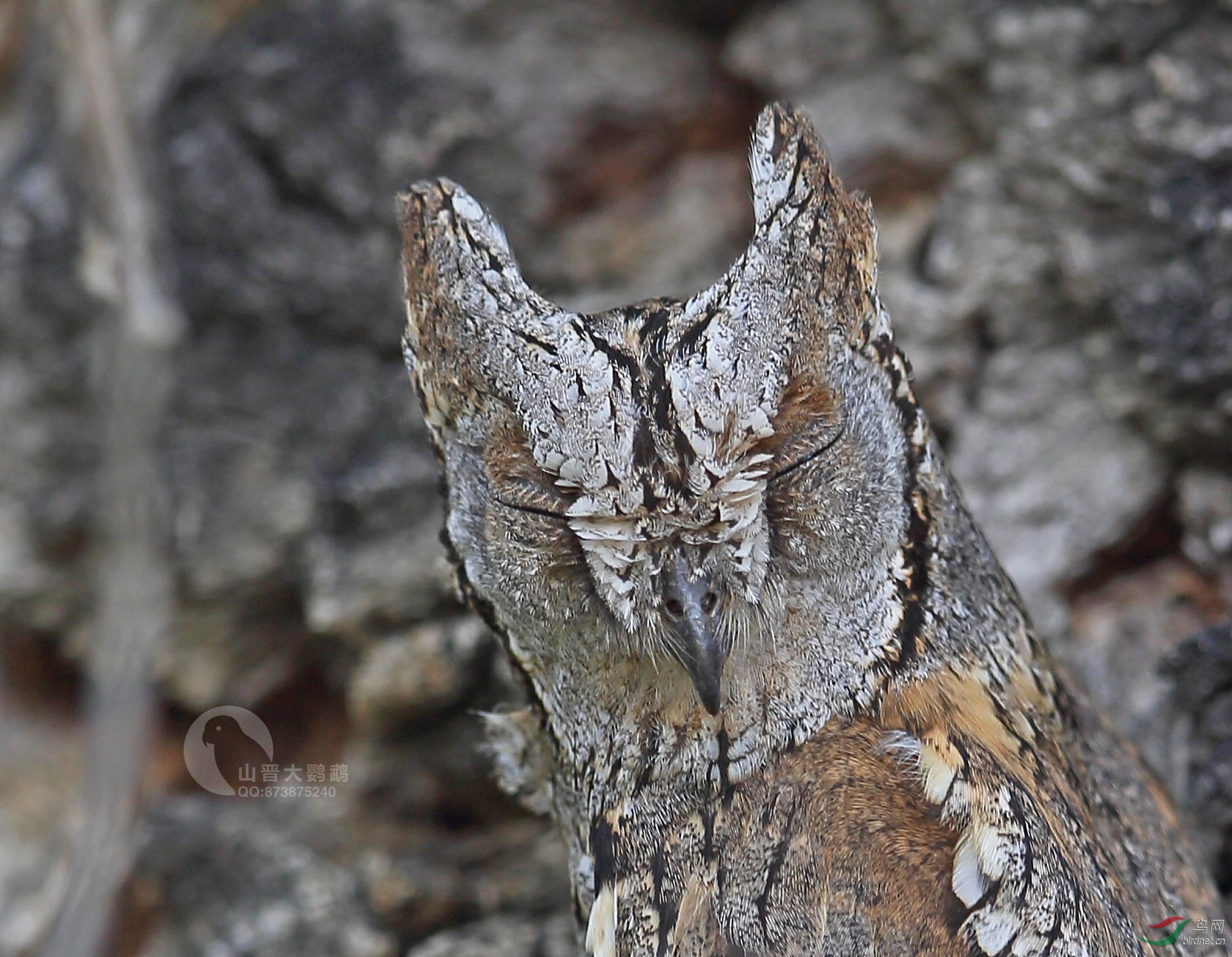 西红角鸮（树皮）_K1U9075.jpg