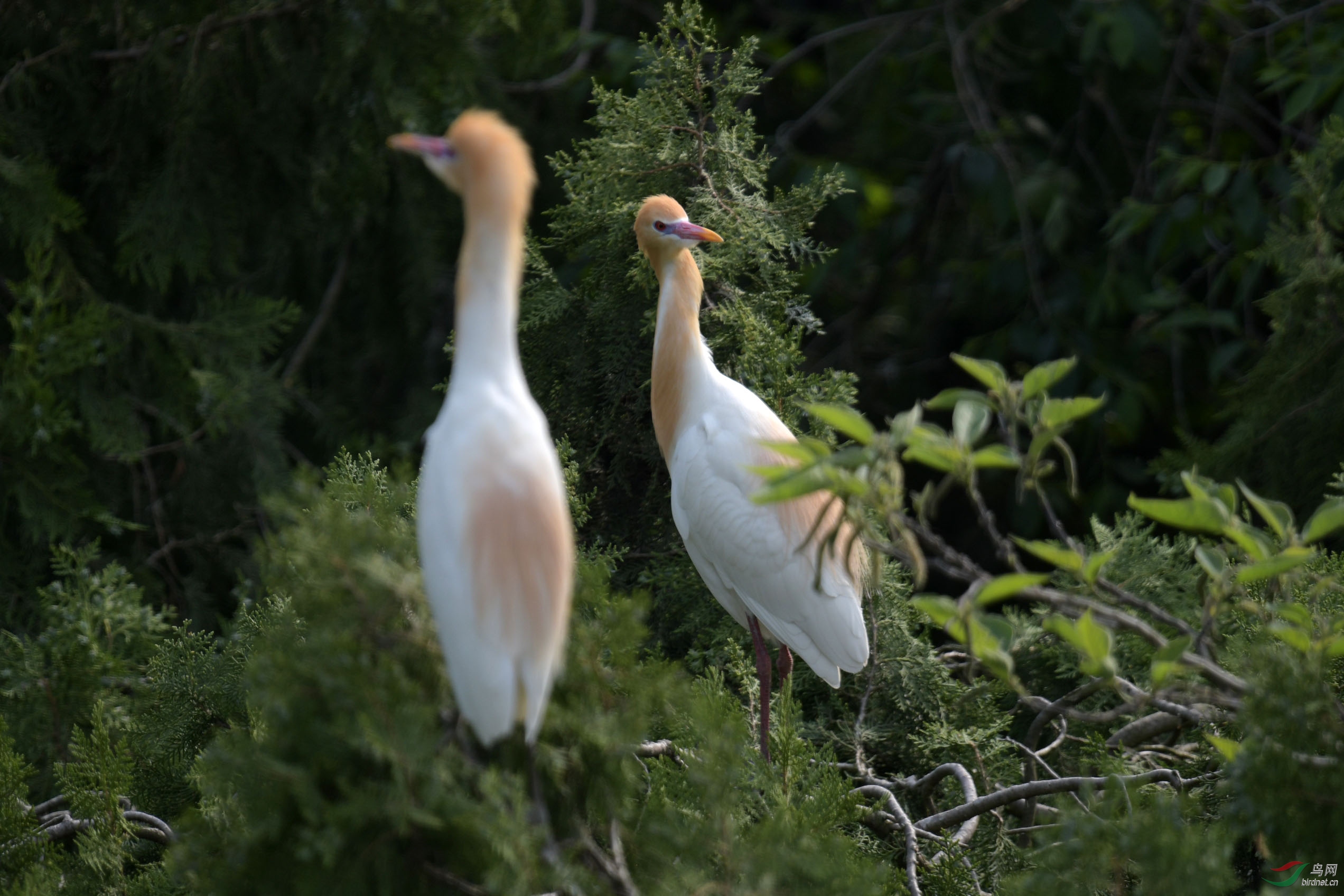 D50_2065.jpg