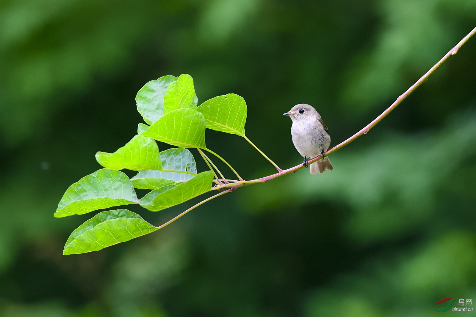小树枝上的小鸟