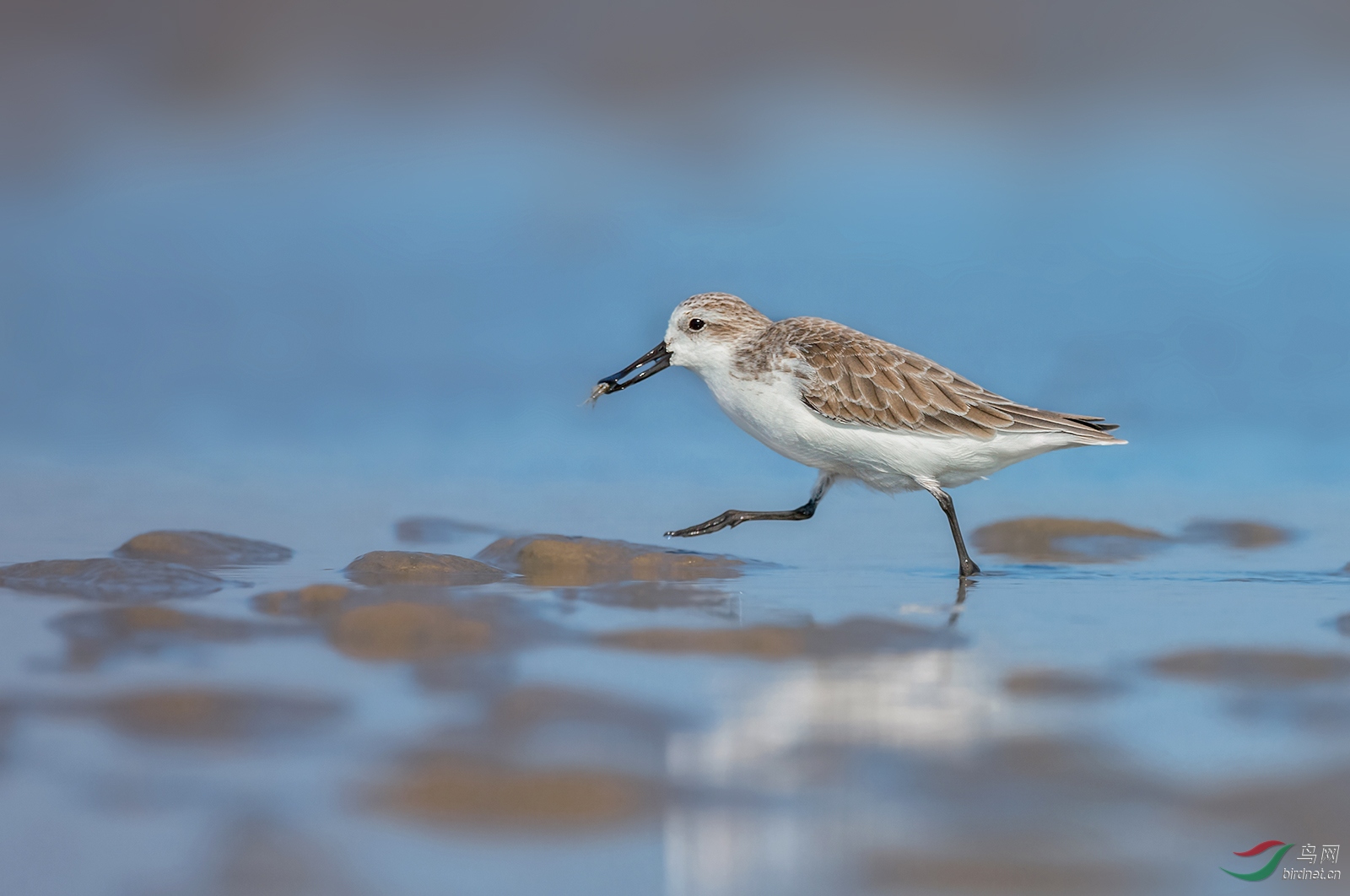 收获美味(勺嘴鹬)