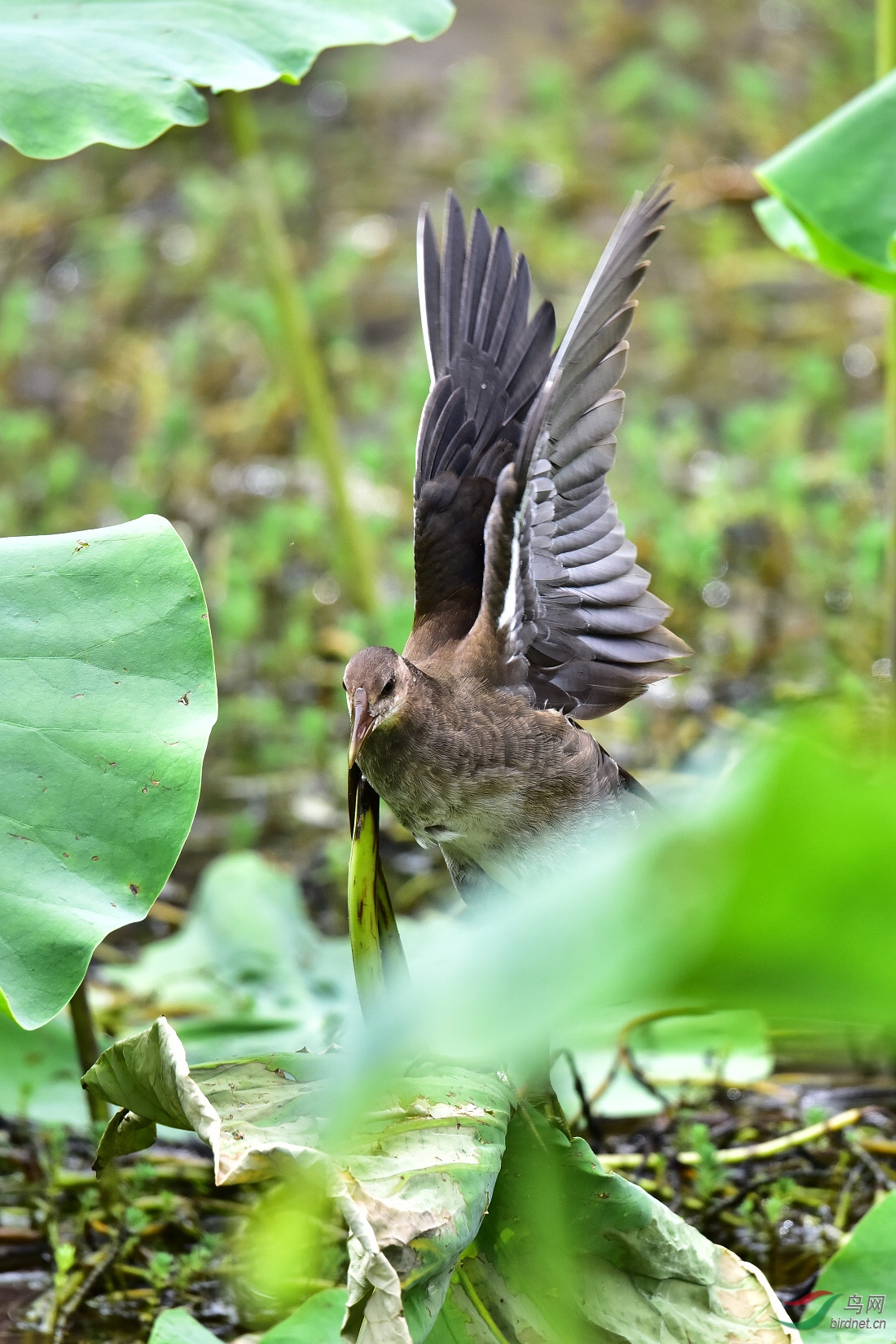 DSC_1004.JPG