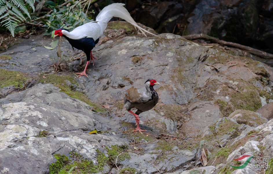 D50_5816-nw.jpg