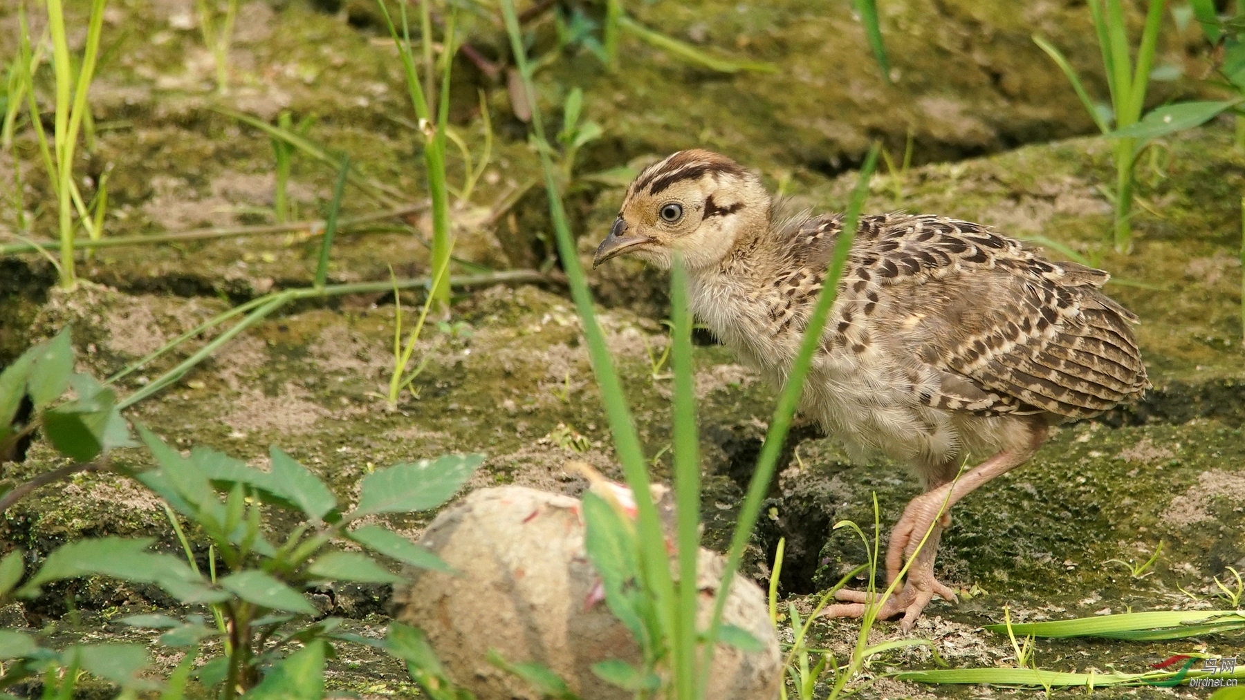 雉鸡幼崽