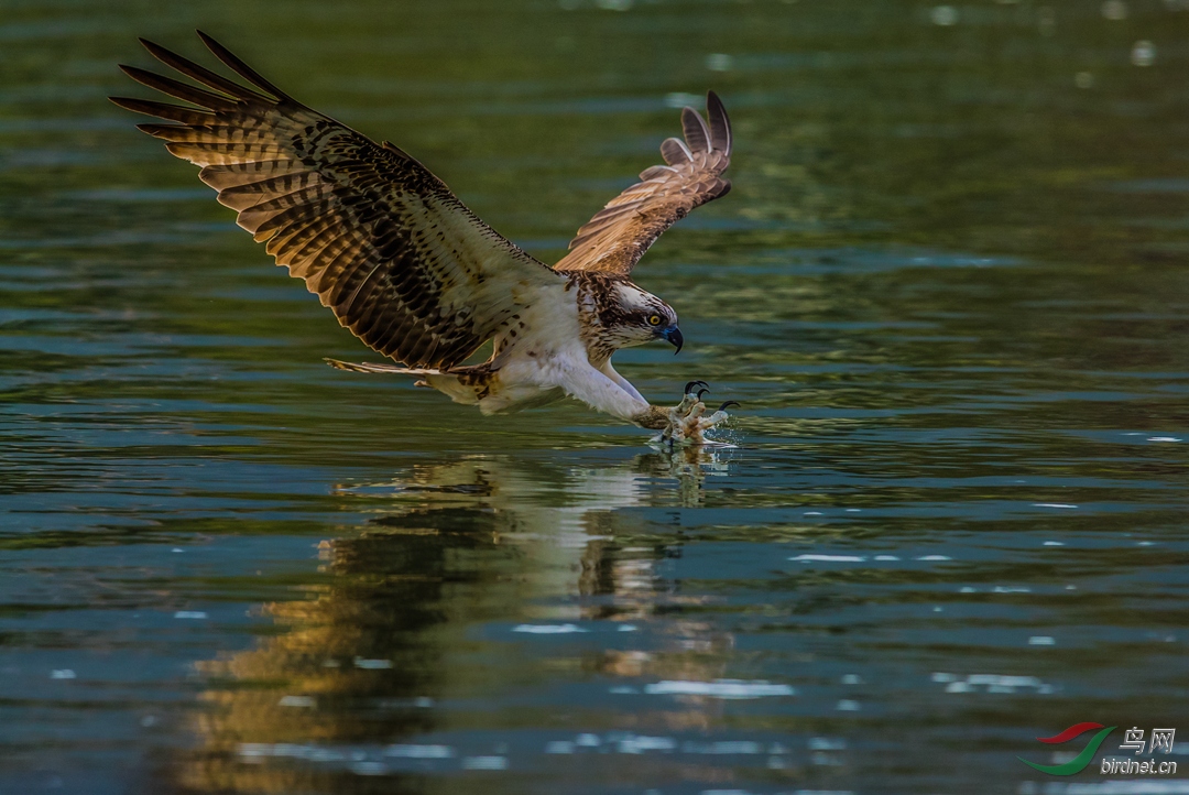 这一刻——鹗(一组三张)