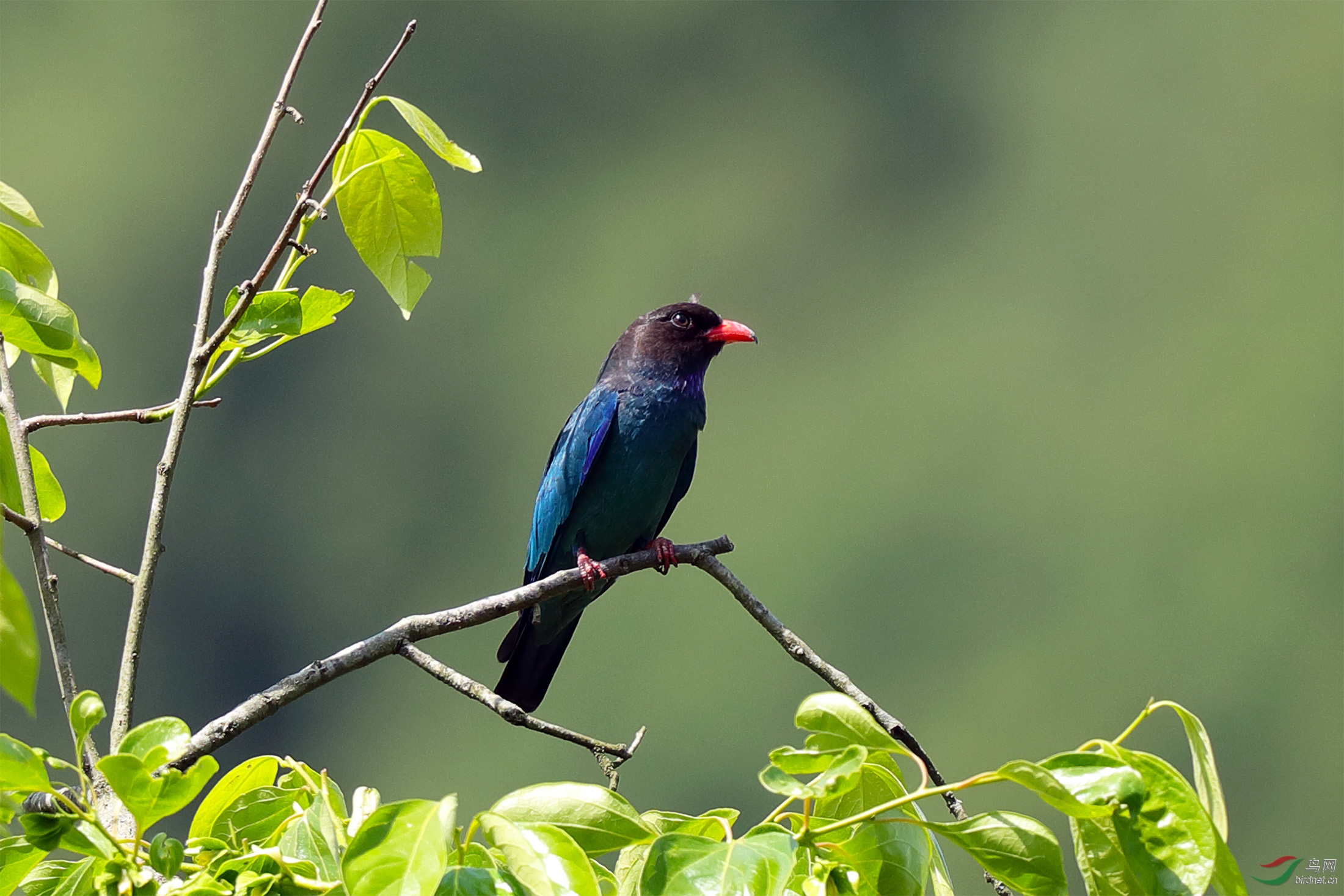 表情凝重 —— 三宝鸟