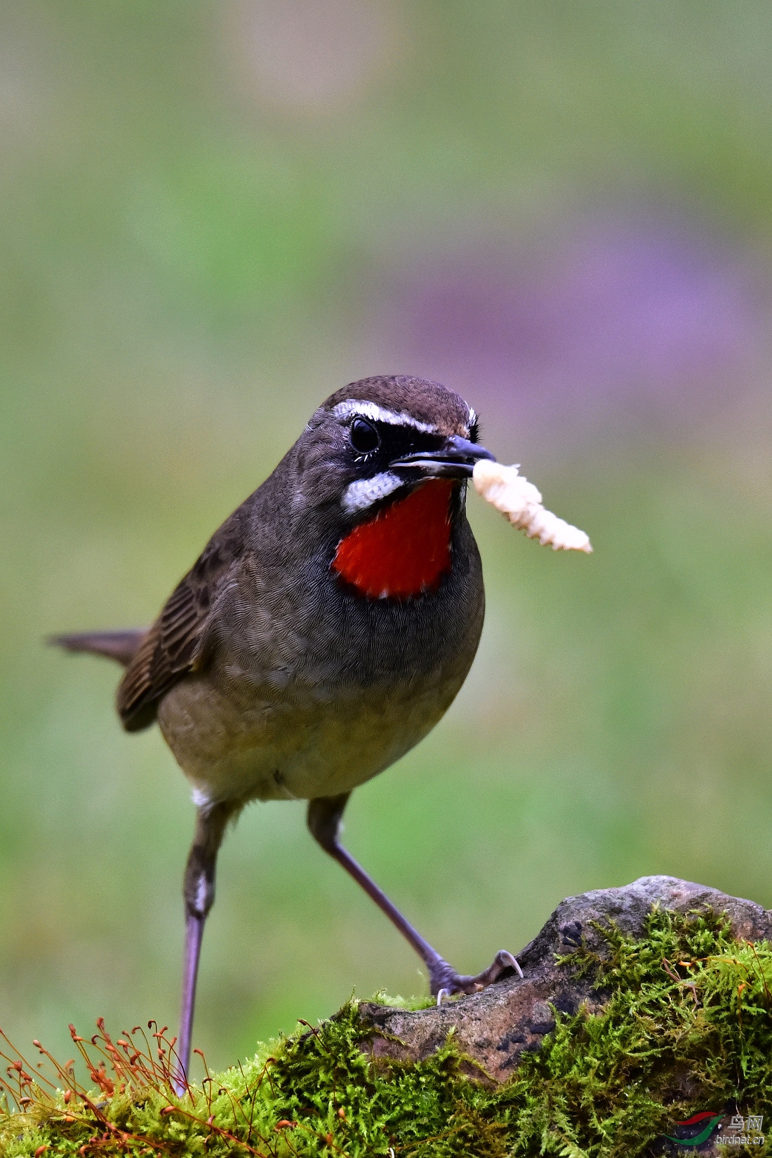 DSC_0608.JPG