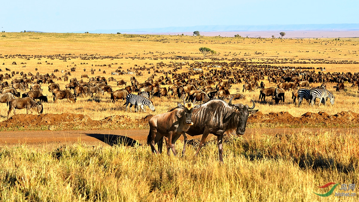 马赛马拉大草原