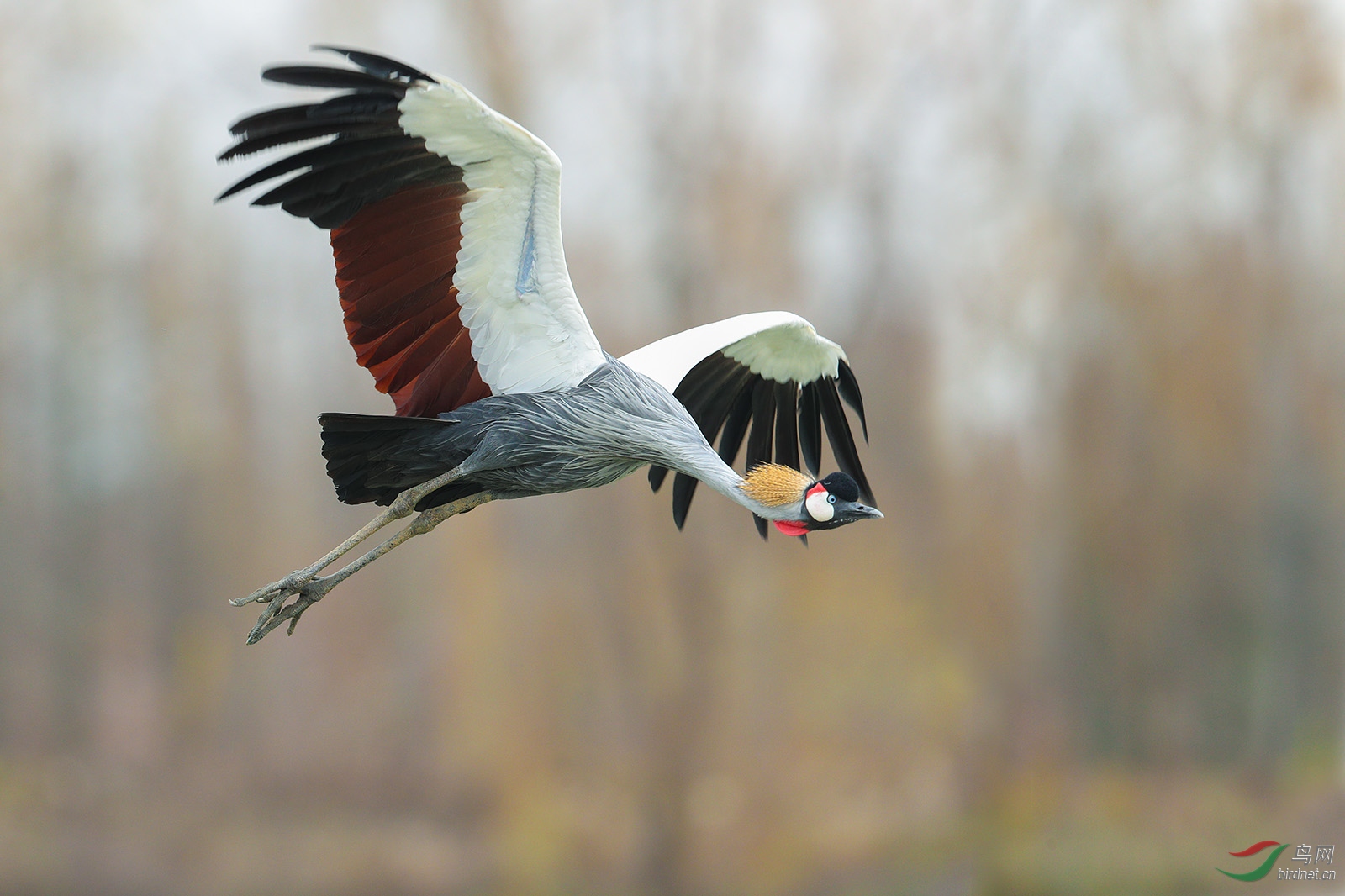 灰冠鹤贺获鸟类精华