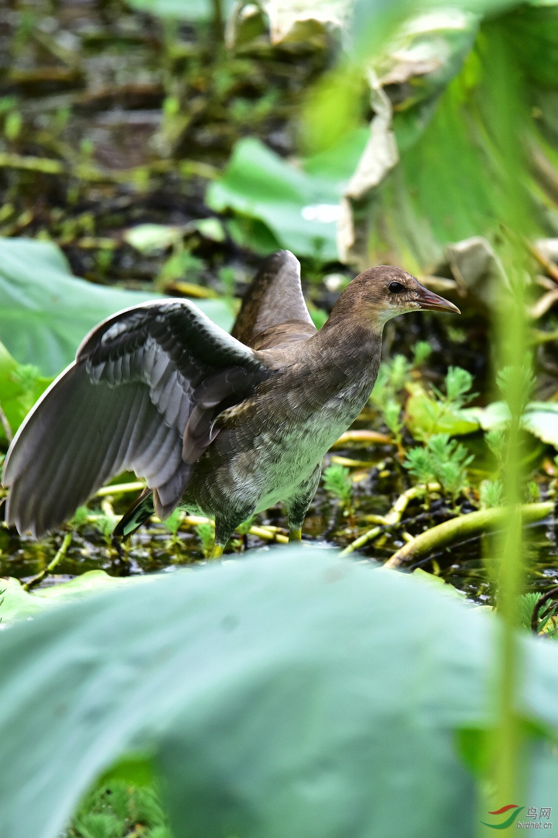 DSC_1011.JPG