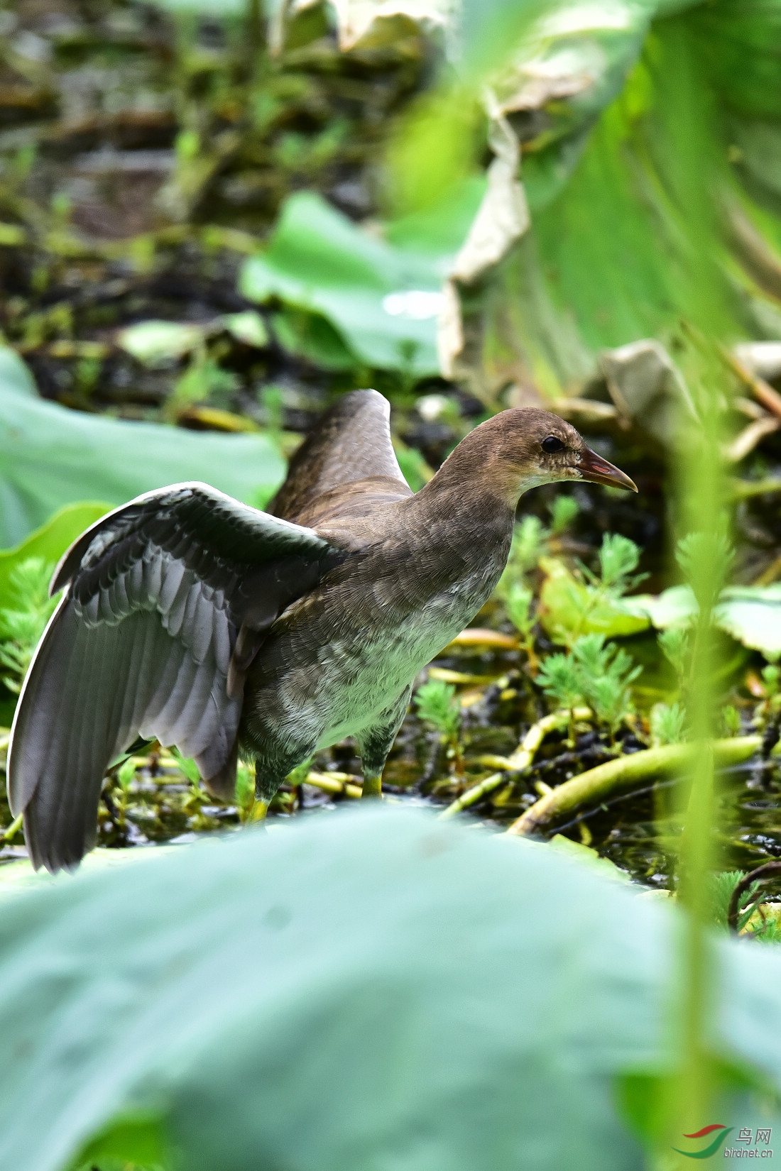 DSC_1012.JPG