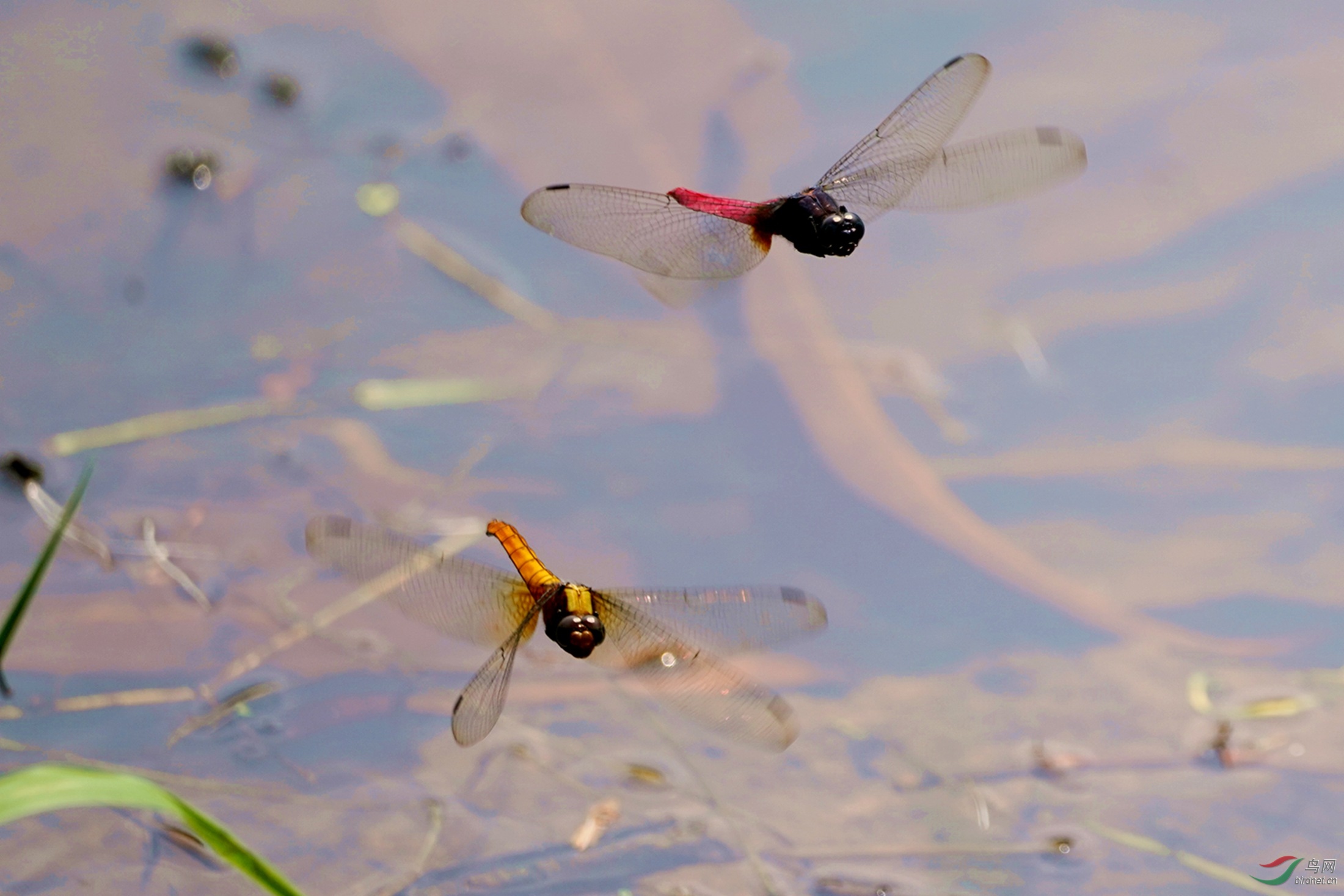 红黄蜻蜓欢快追逐