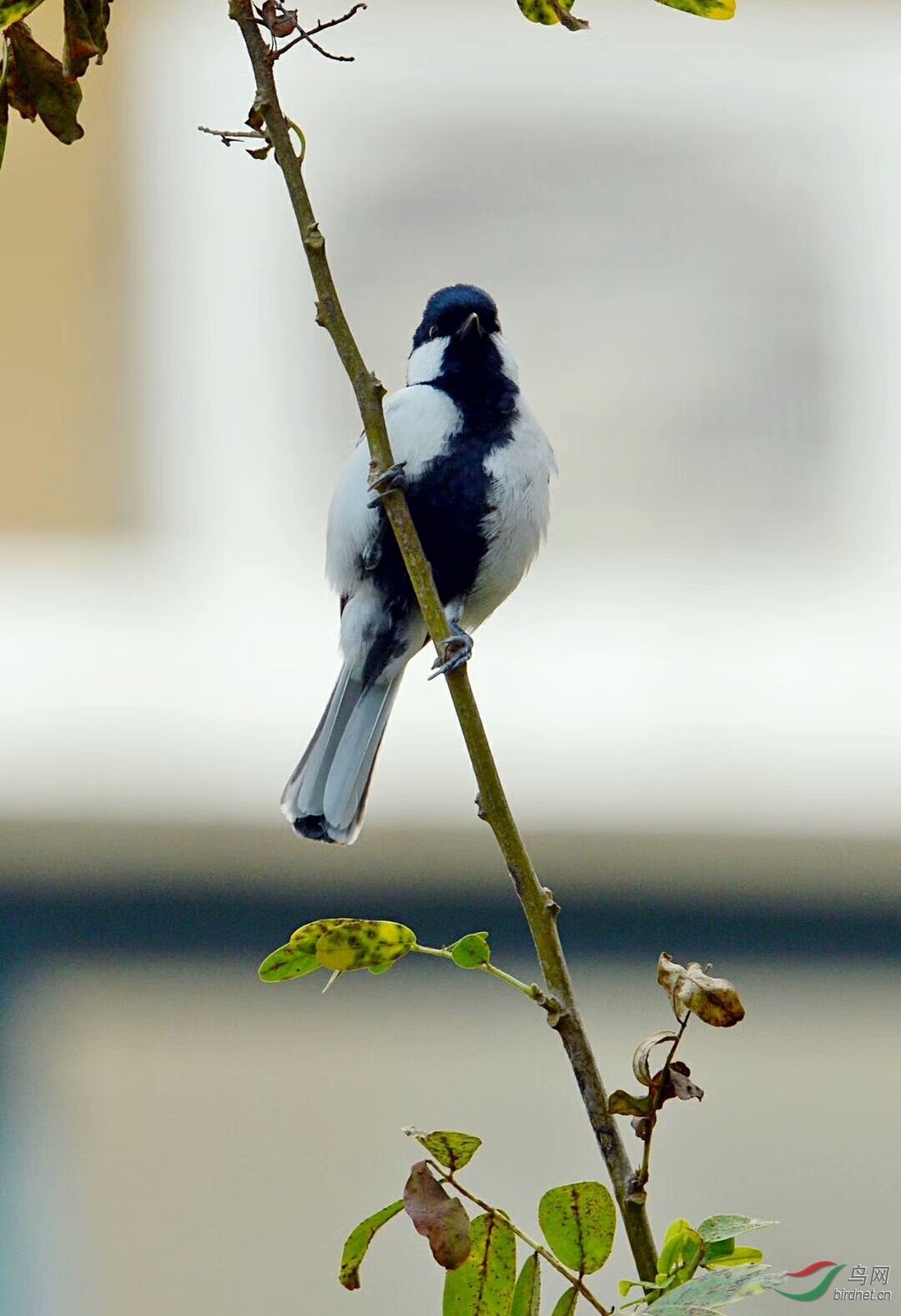 一支独绣大山雀