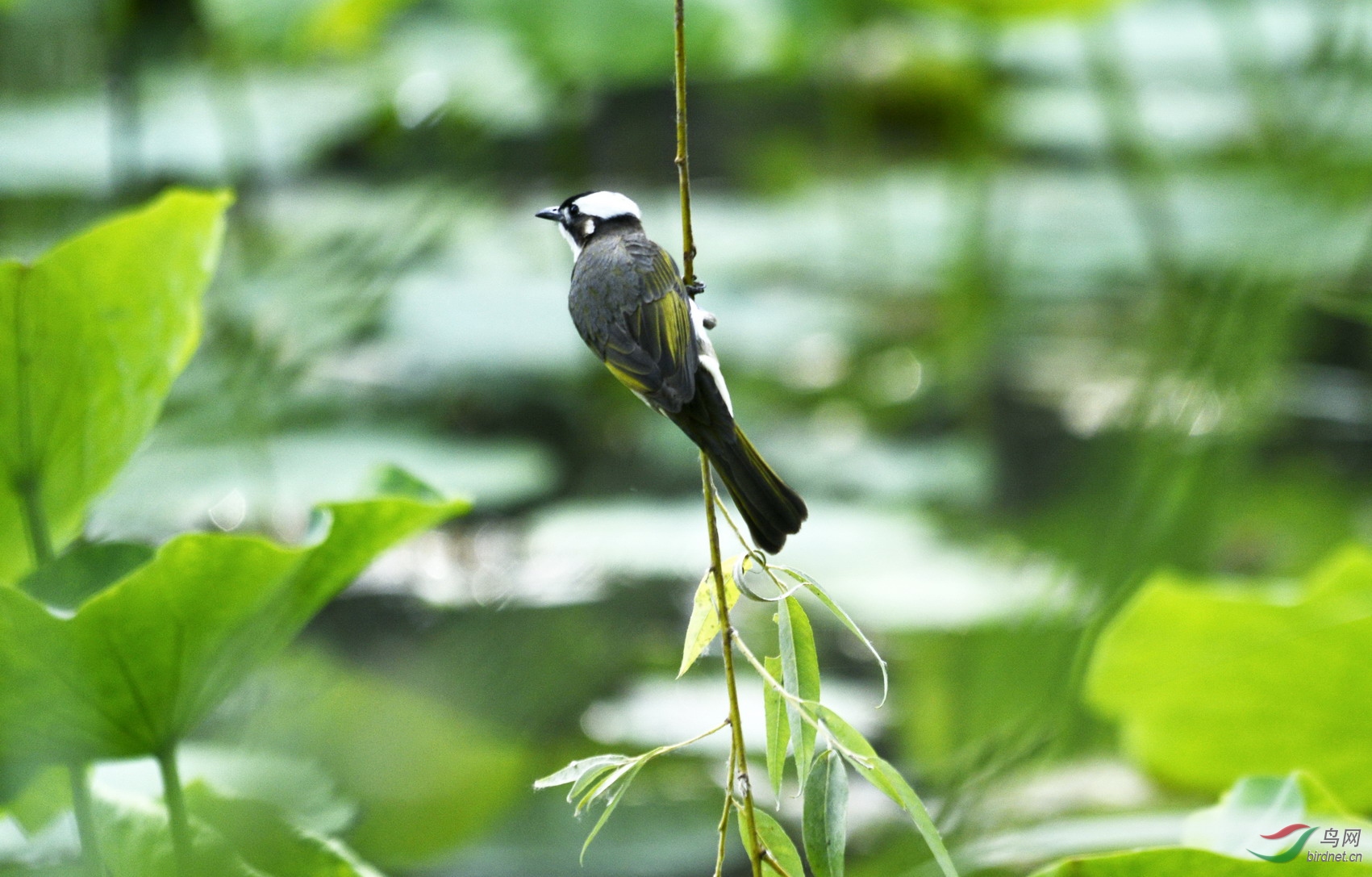 ���� _1087992.jpg