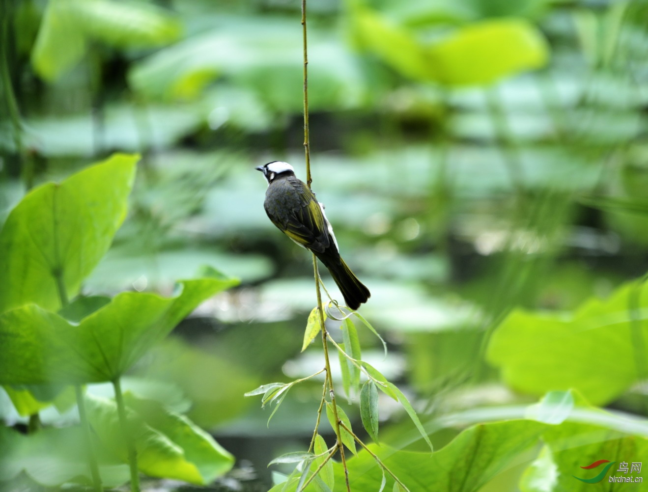 ���� _1087996.jpg