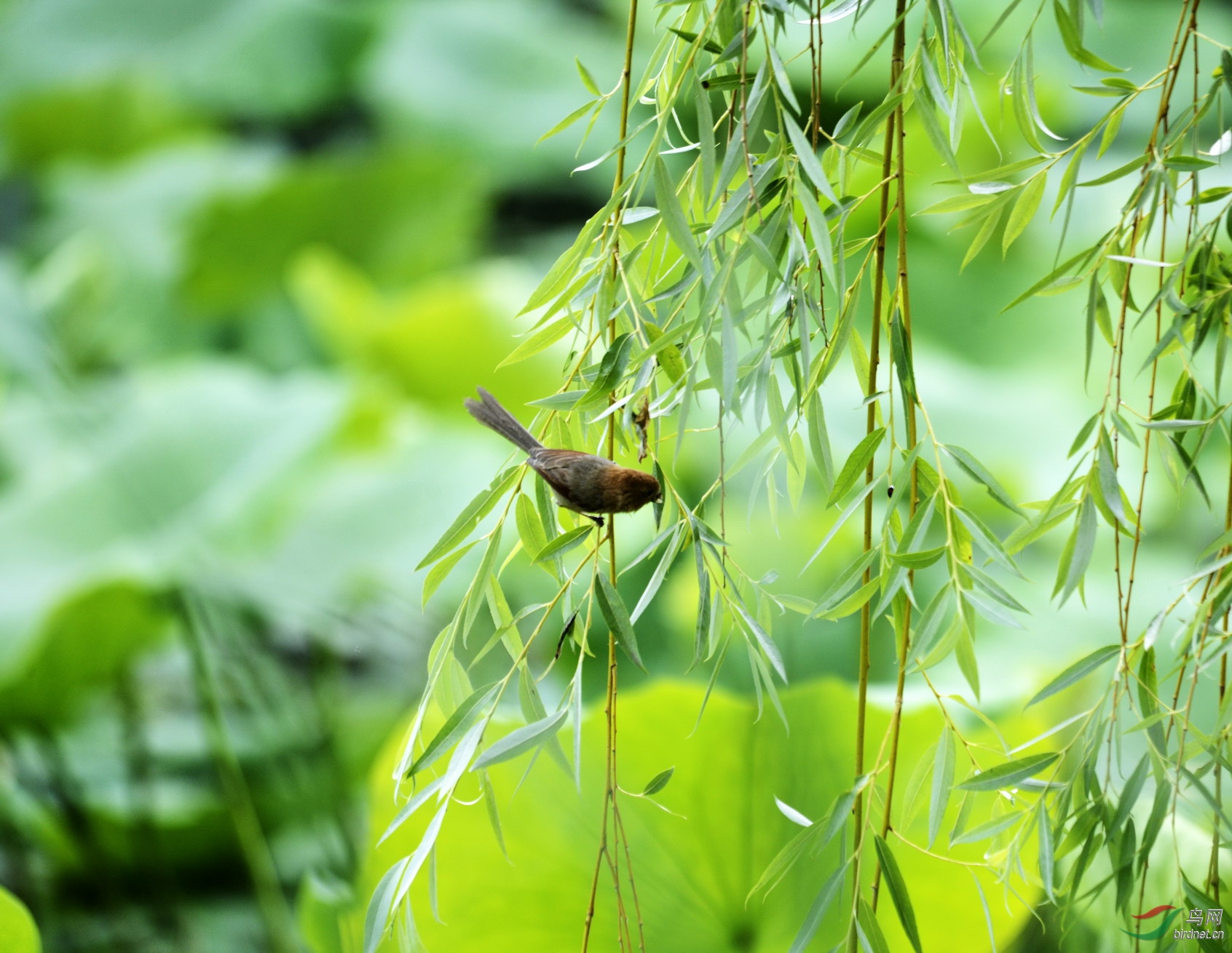 ���� _1087960.jpg