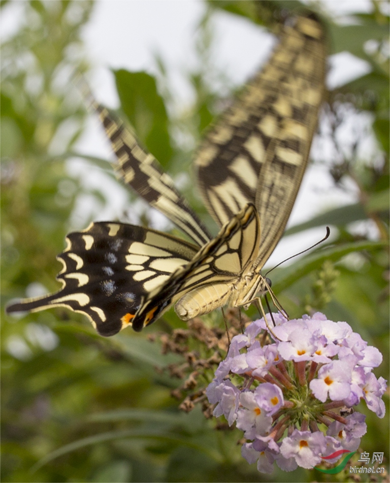 渝北金山公园蝴蝶