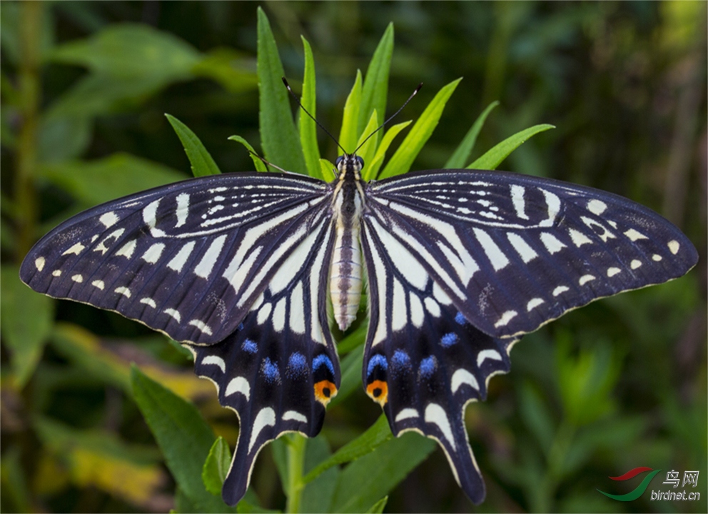 渝北金山公园蝴蝶