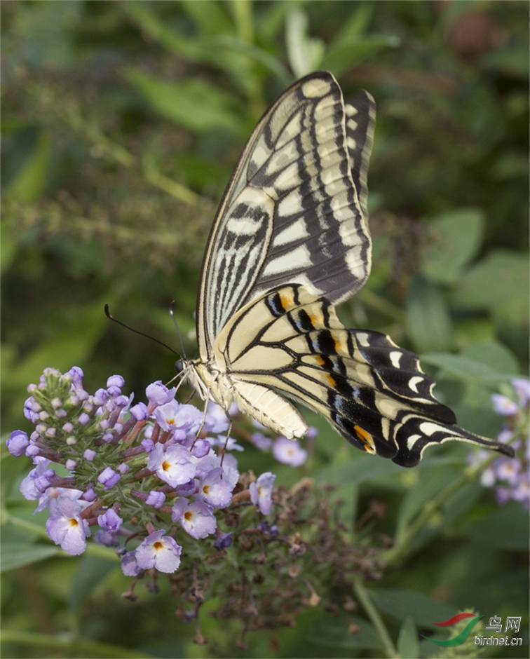 渝北金山公园蝴蝶