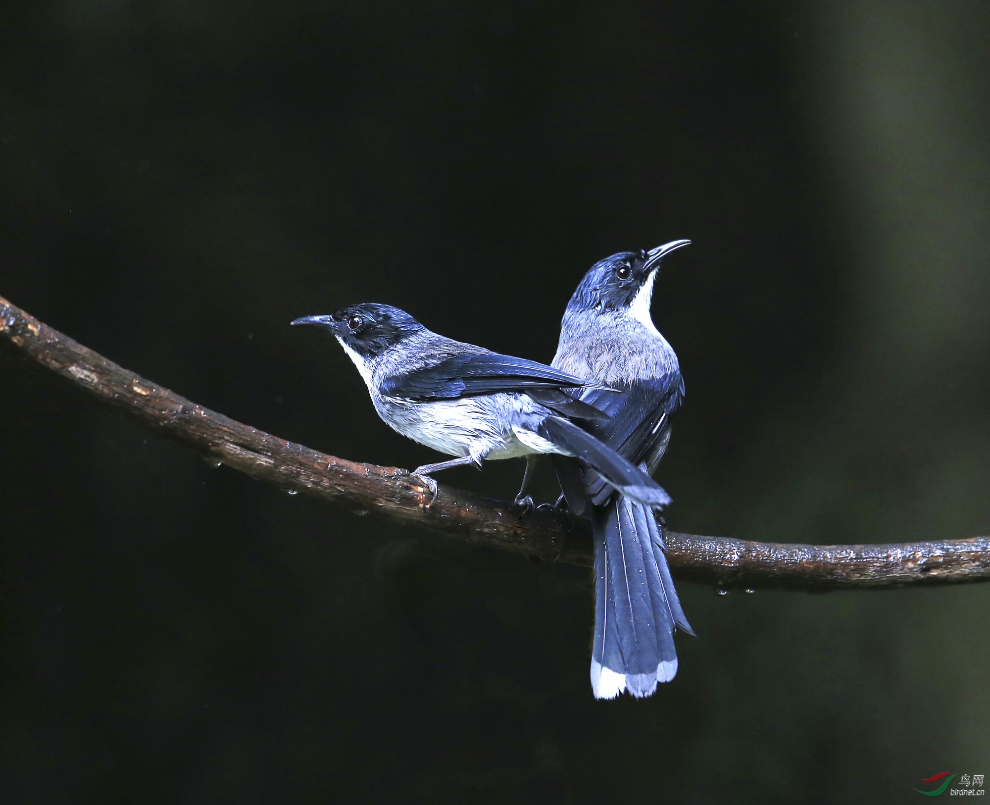 ��ͷ����..��Ӱ���� (2).jpg