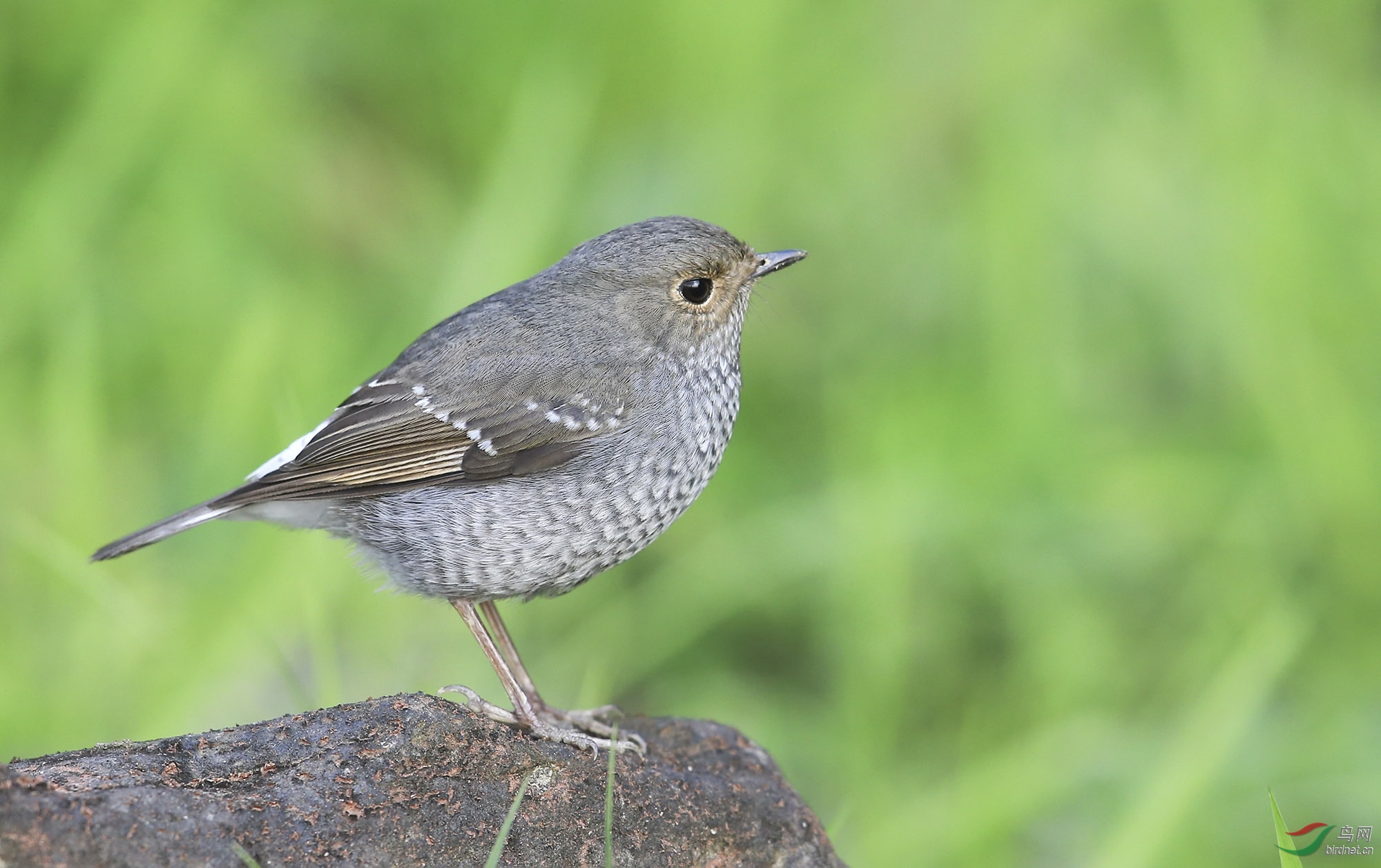 ��βˮ� (8)=��.jpg