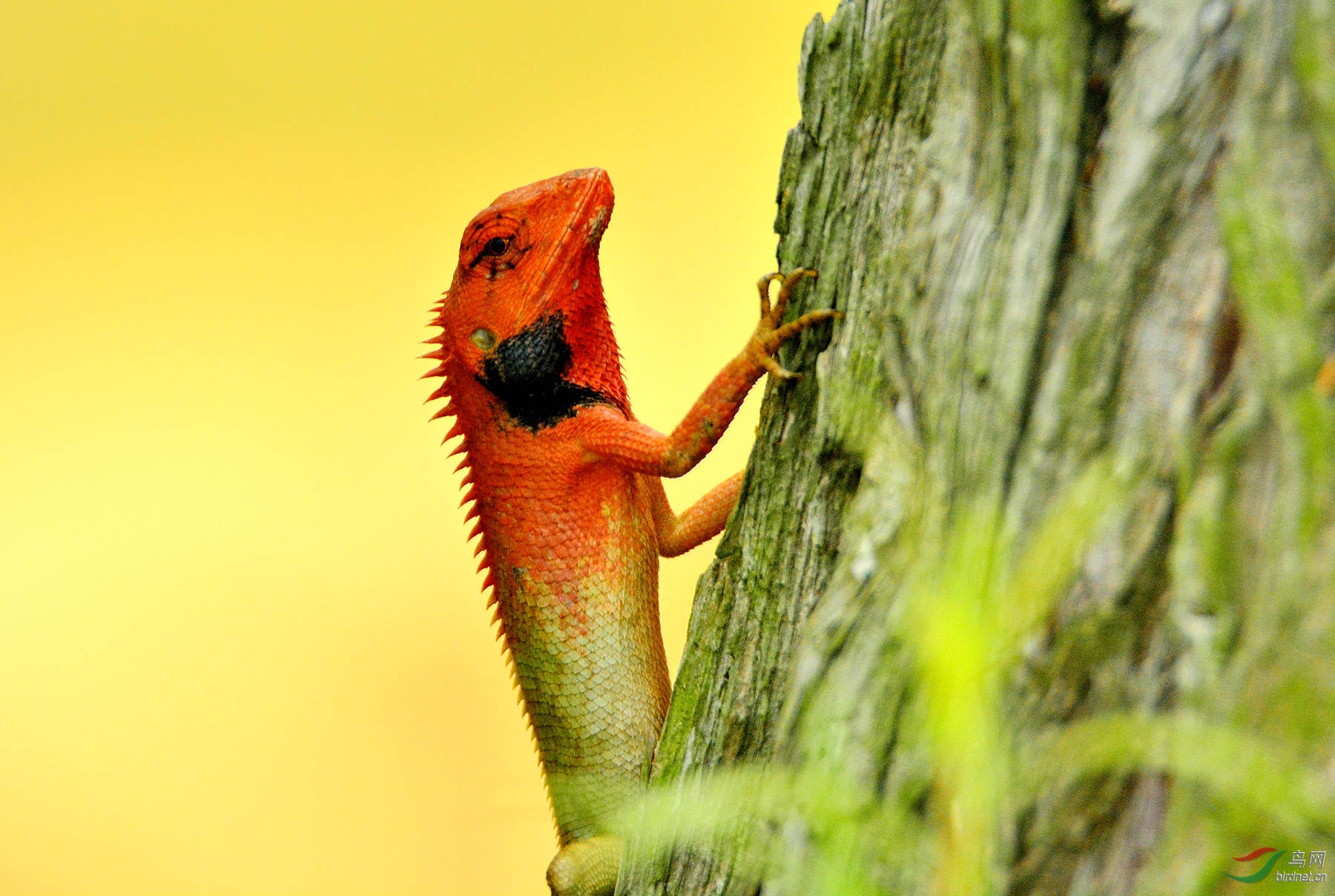 五爪金龙获首页动物精华