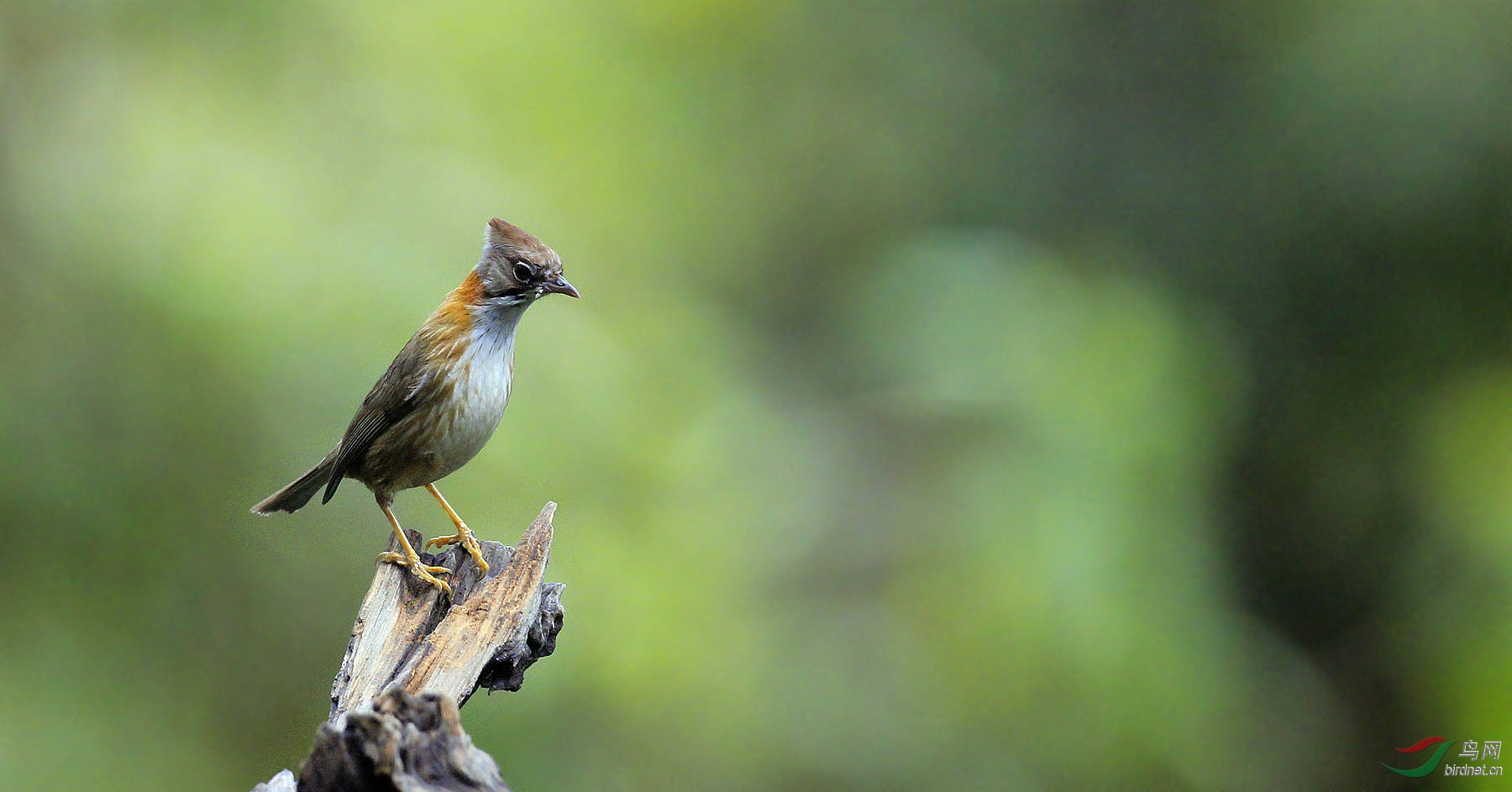 精神的黄颈凤鹛