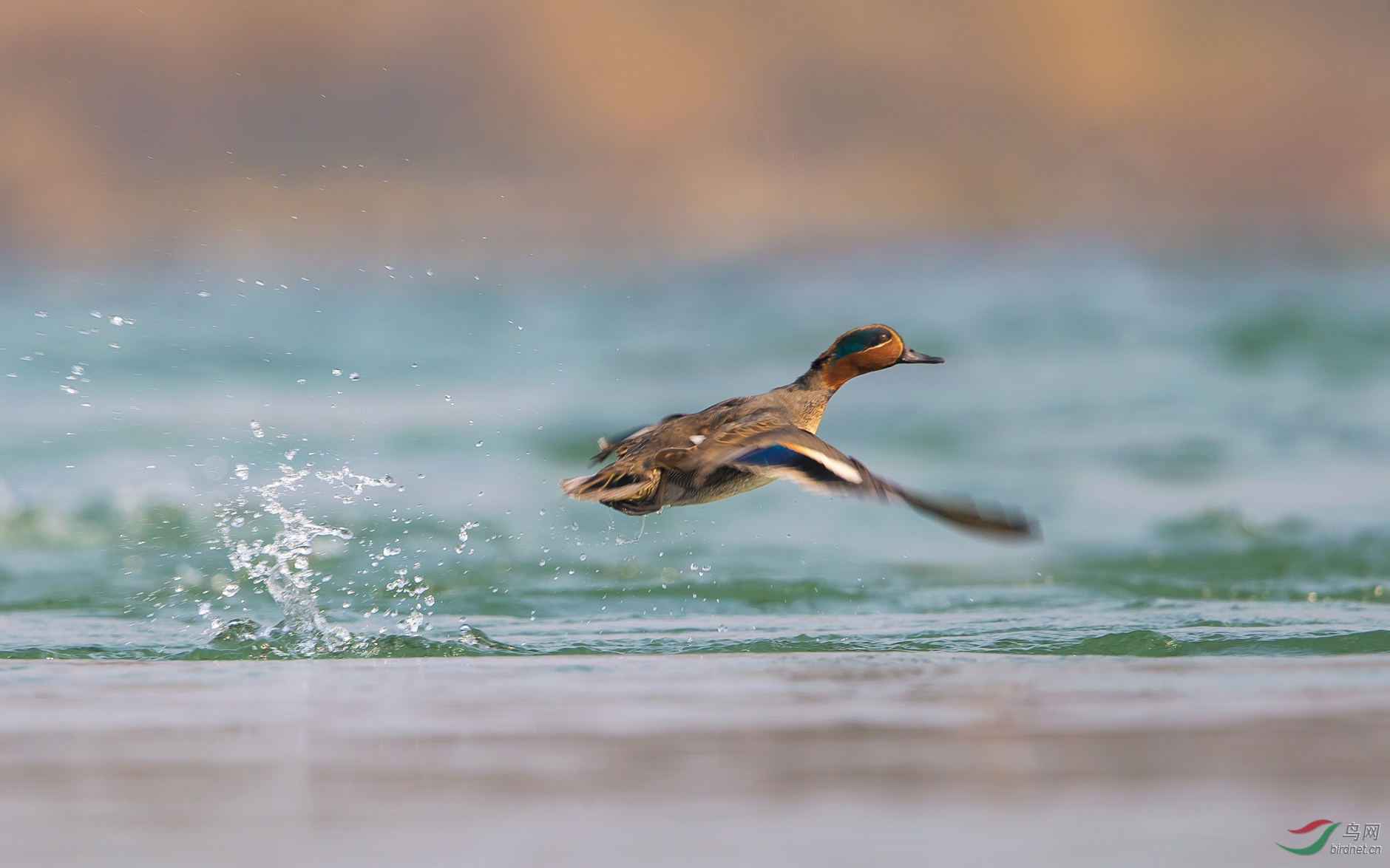 水上漂(绿翅鸭)