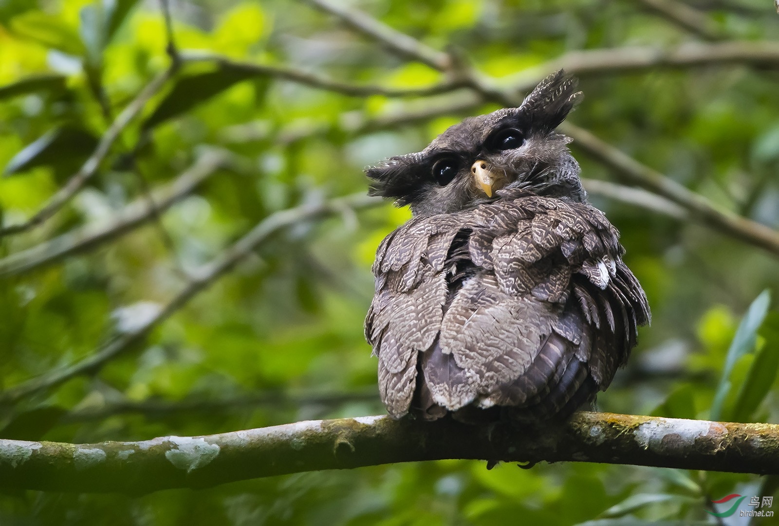 超萌马来雕鸮祝贺荣获首页精华
