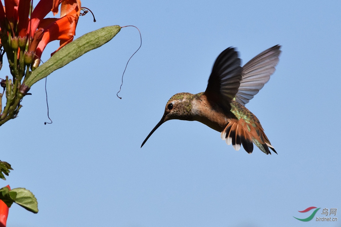 ������ʳ�ķ���