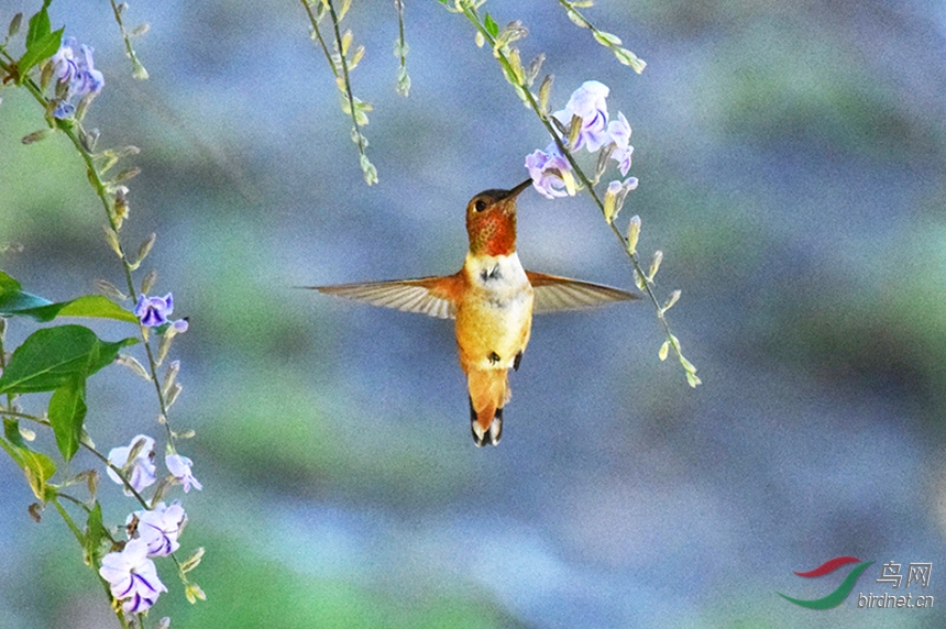 ������ʳ���۵ķ���